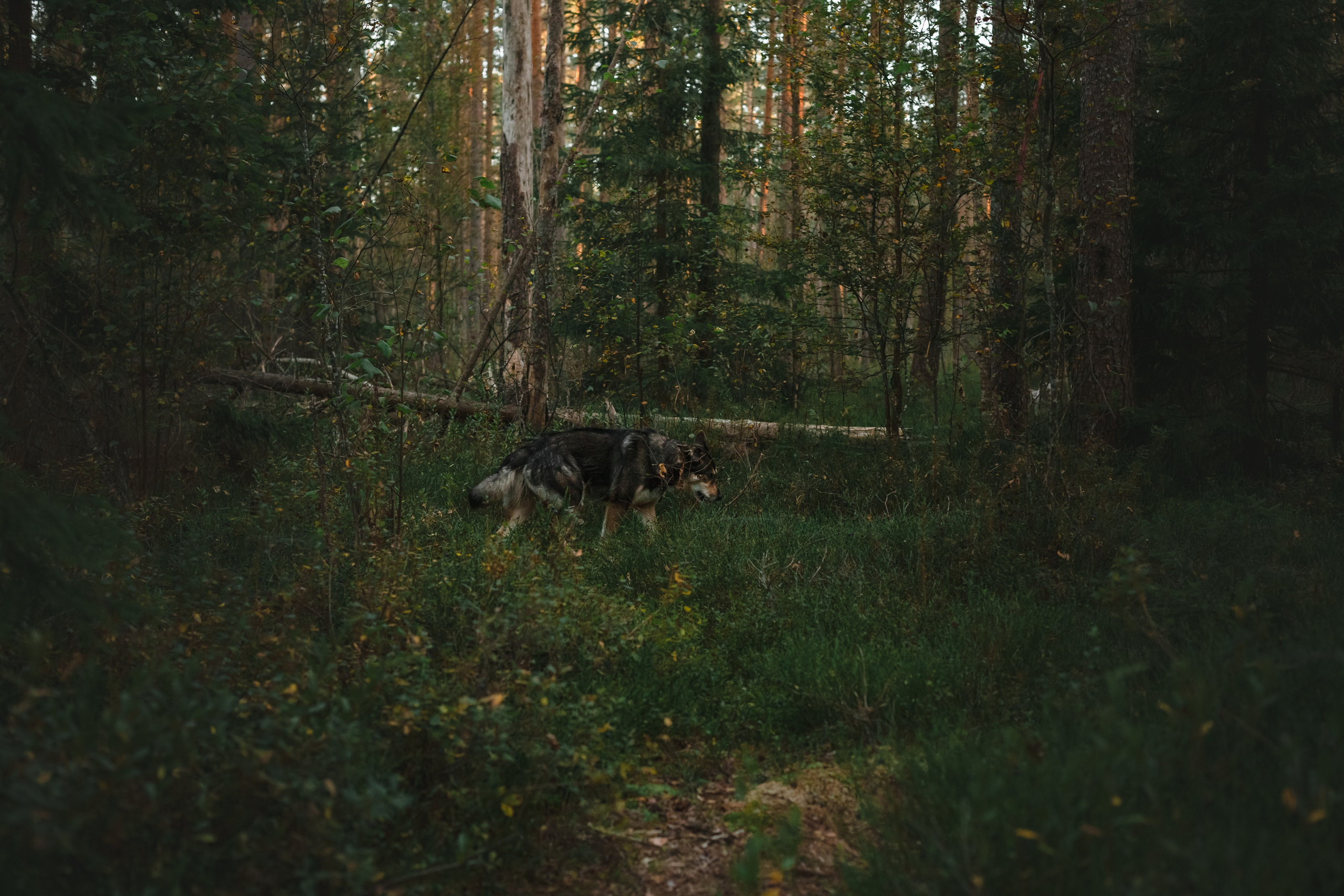 Фотопрогулка в Ленобласти. Фотограф-анималист Татьяна Степанова