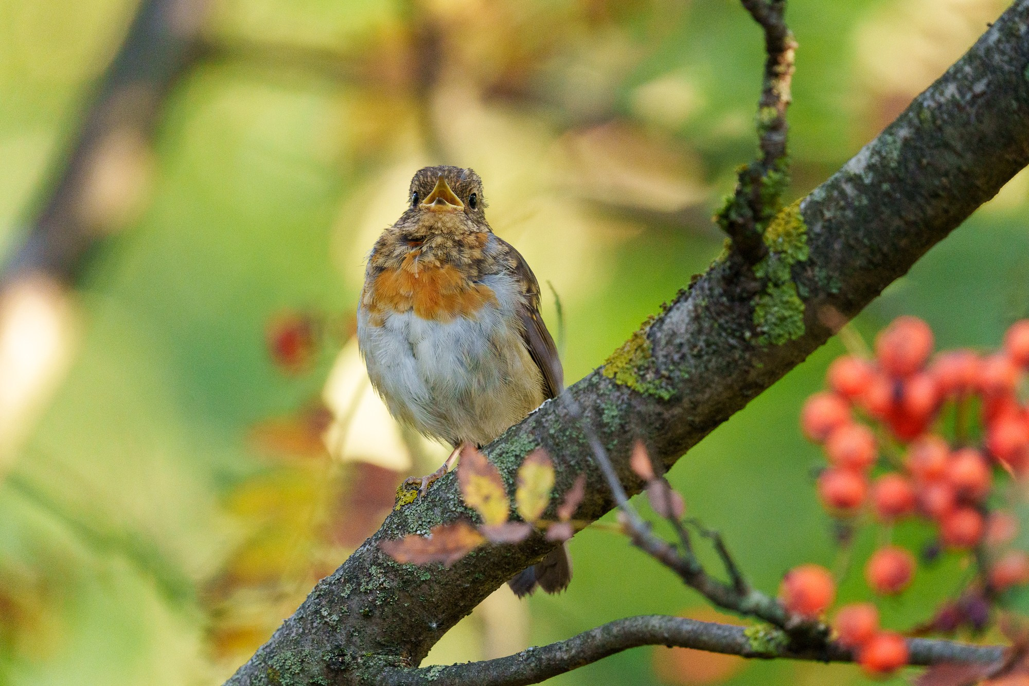 Удивительные мир птиц. Вокруг нас столько прекрасного — присмотритесь!. Ваш личный фотограф Марина Волкова