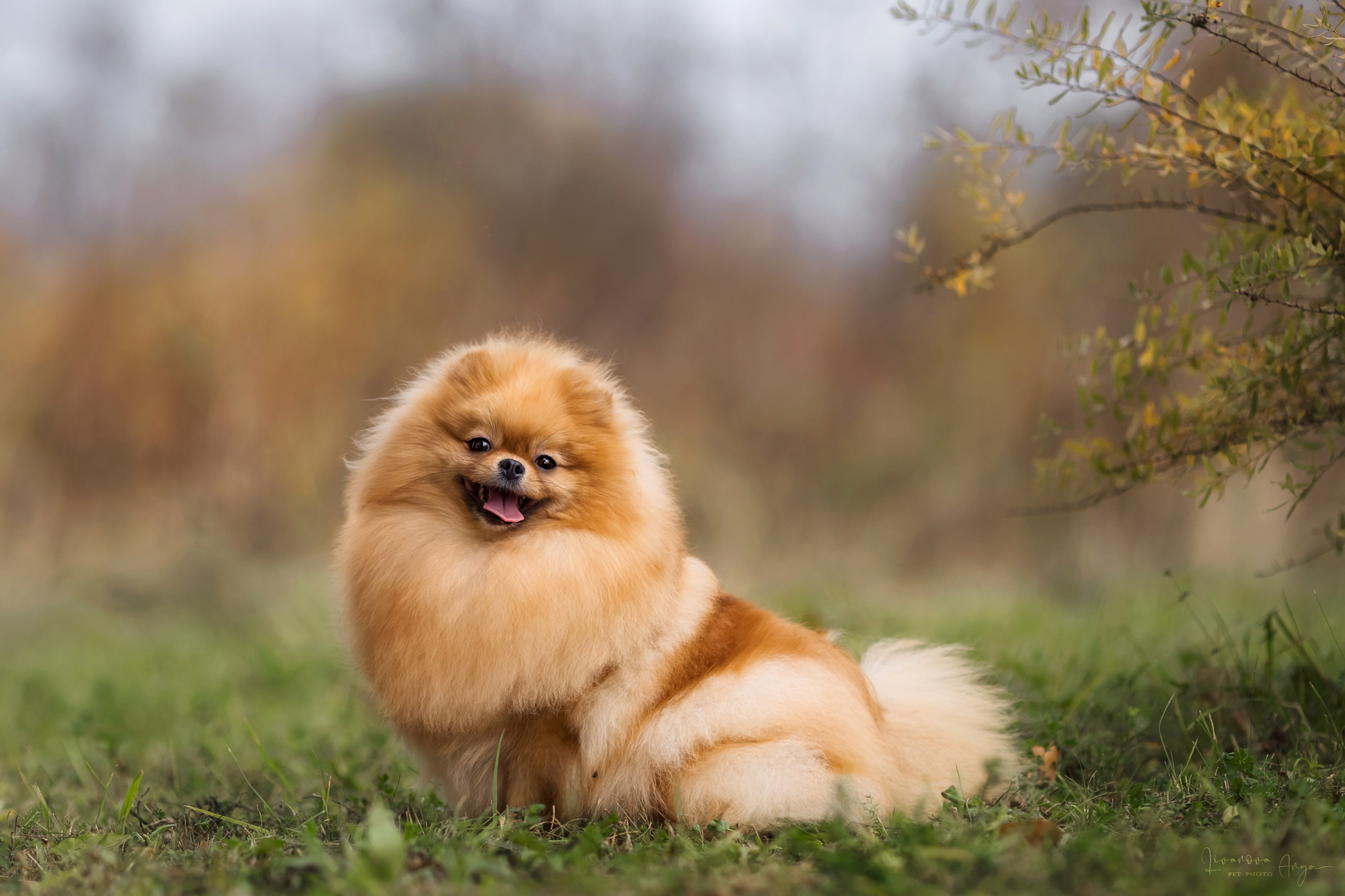 Шпицы и чихуахуа. Фотограф анималист Аня Ливанова | Рыбинск