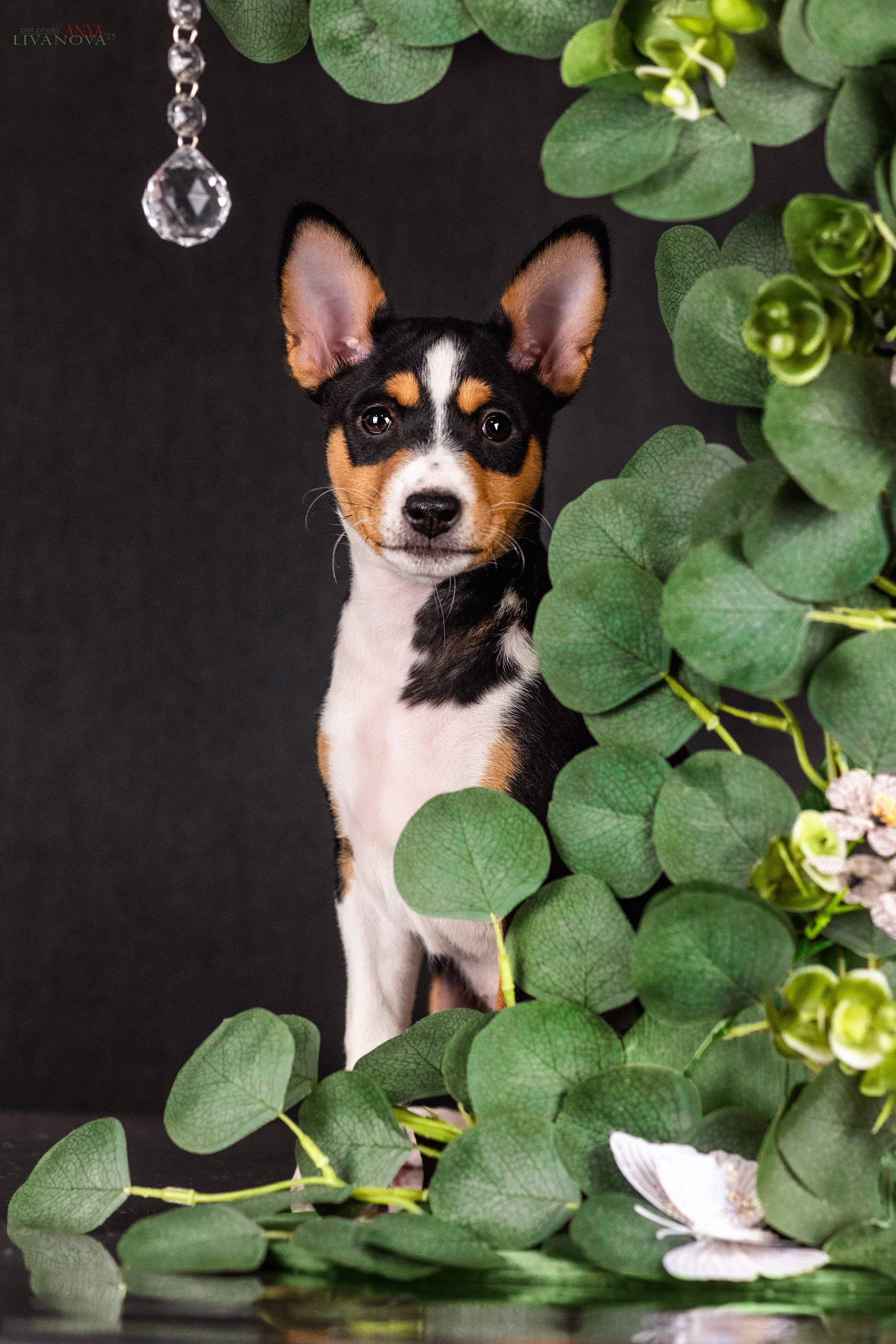 Басенджи. Фотограф анималист Аня Ливанова | Рыбинск