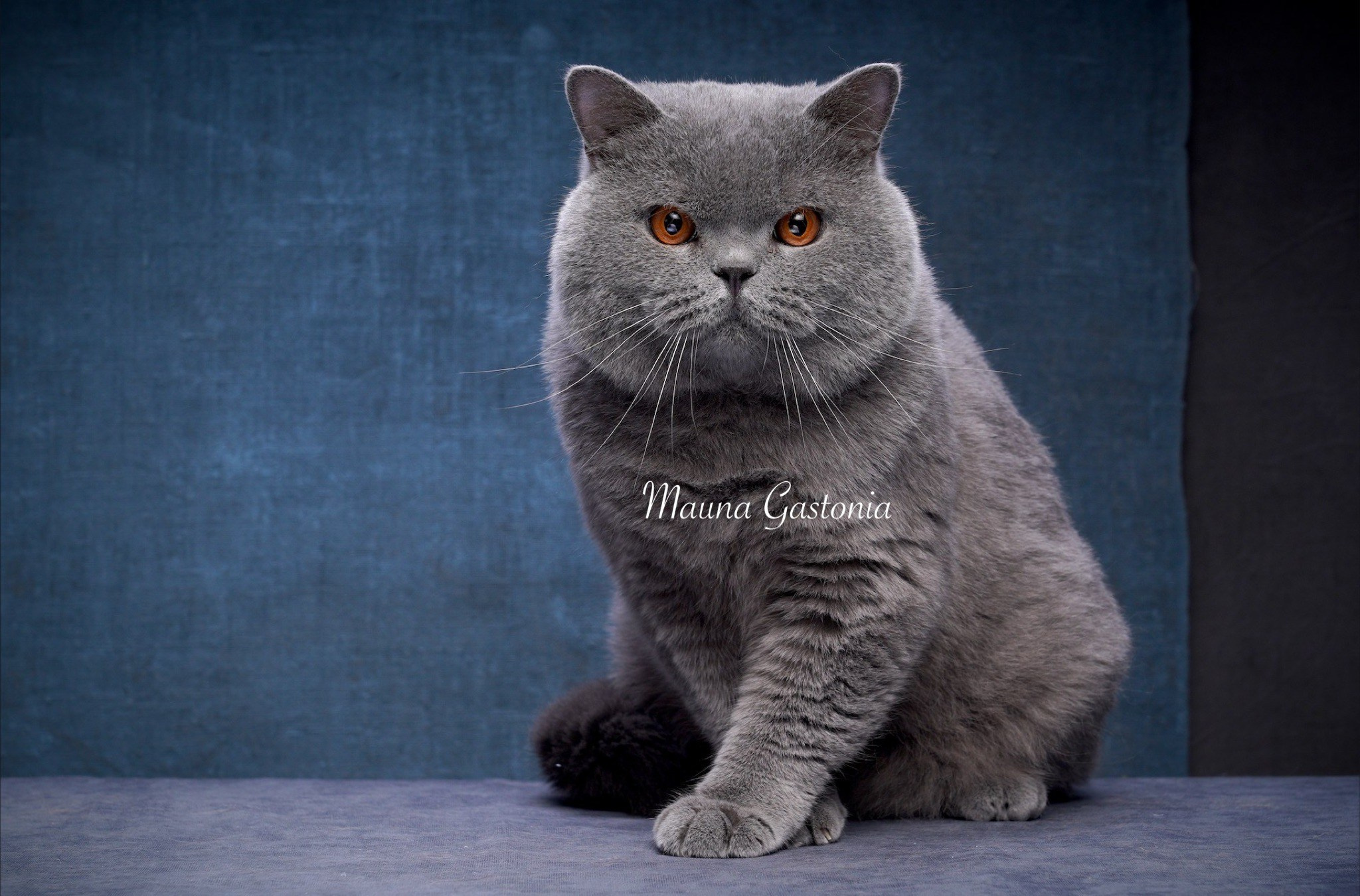 Tuman. Mauna Gastonia