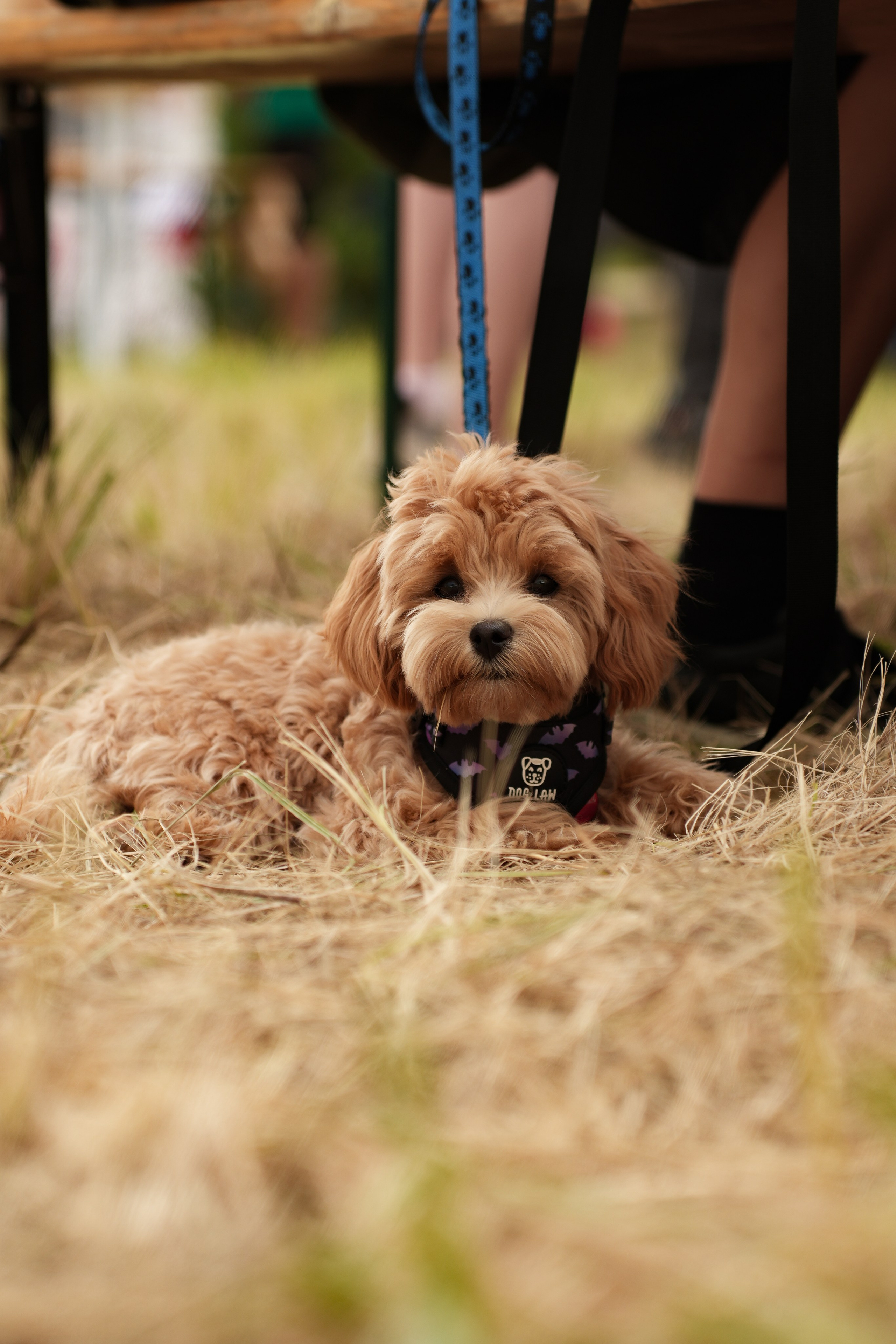 Фестиваль шаров Переславль. Свадебный и семейный видеограф в Москве Гера Филатов