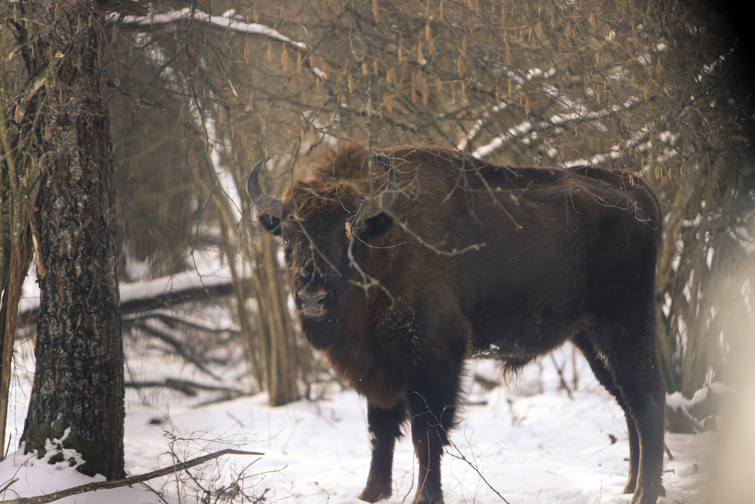 Брянский лес. «Книжка с картинками» Фотограф Наталья Цыбина