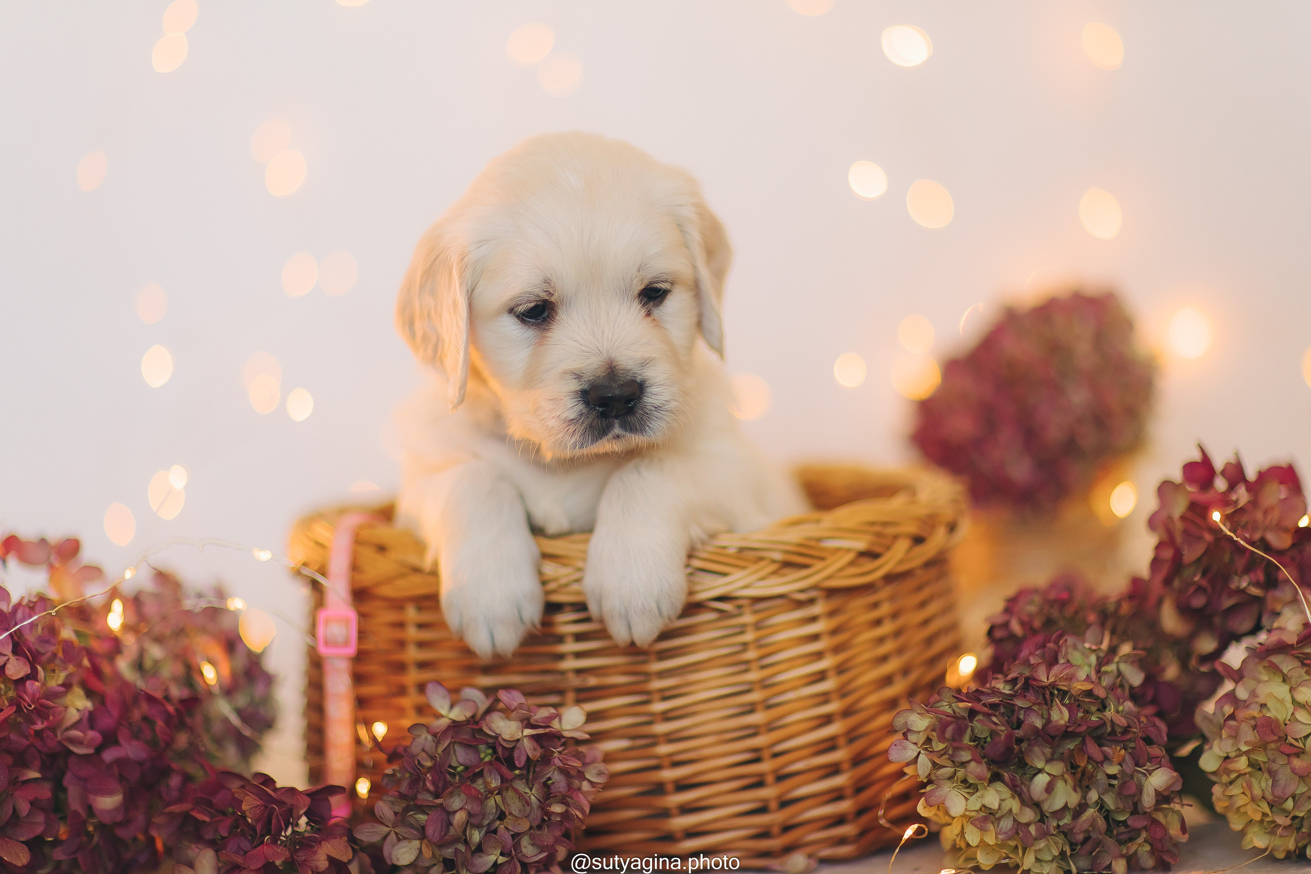 Белая лента. Свадебный и женский фотограф
