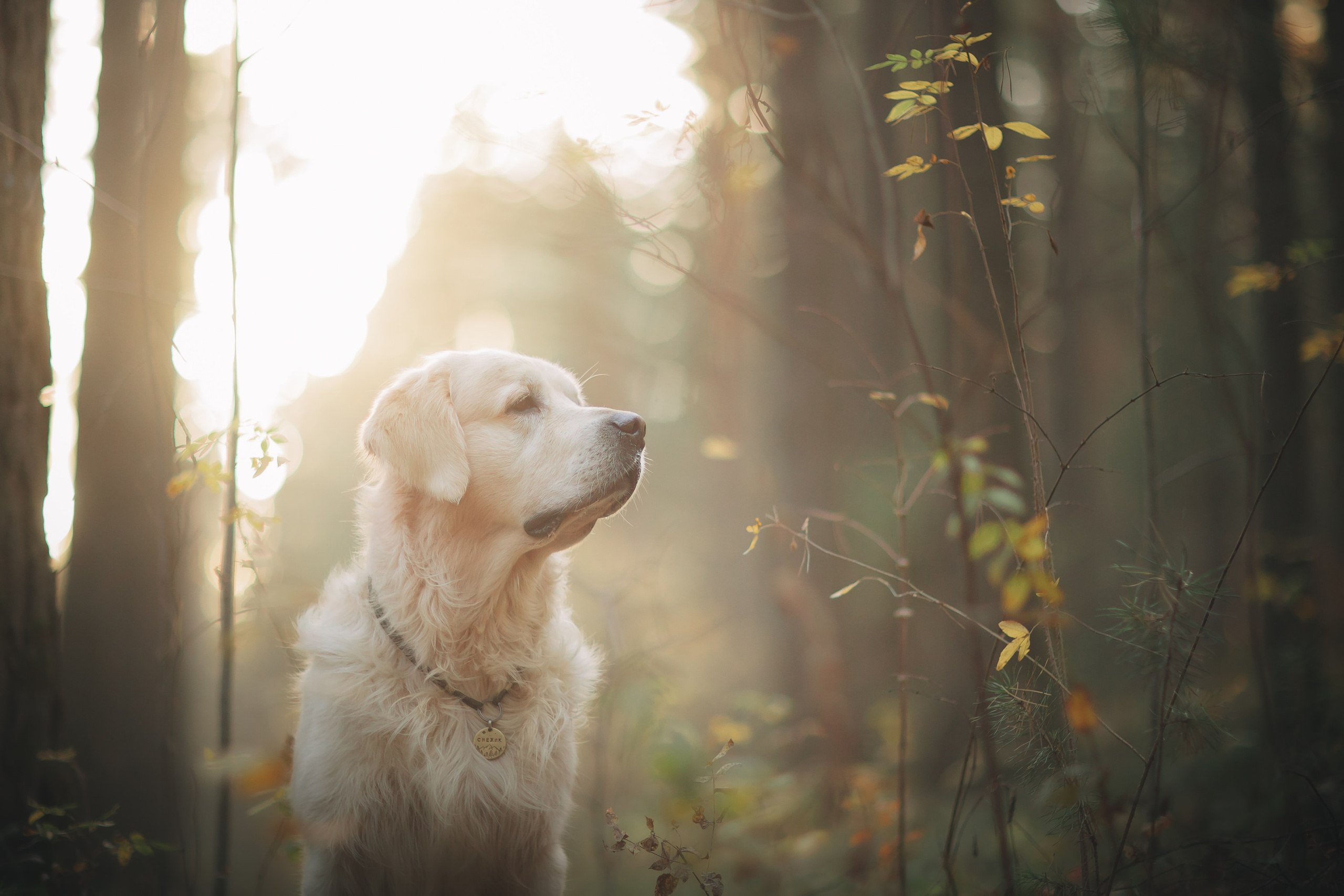 Снежик и Веста. Свадебный и женский фотограф