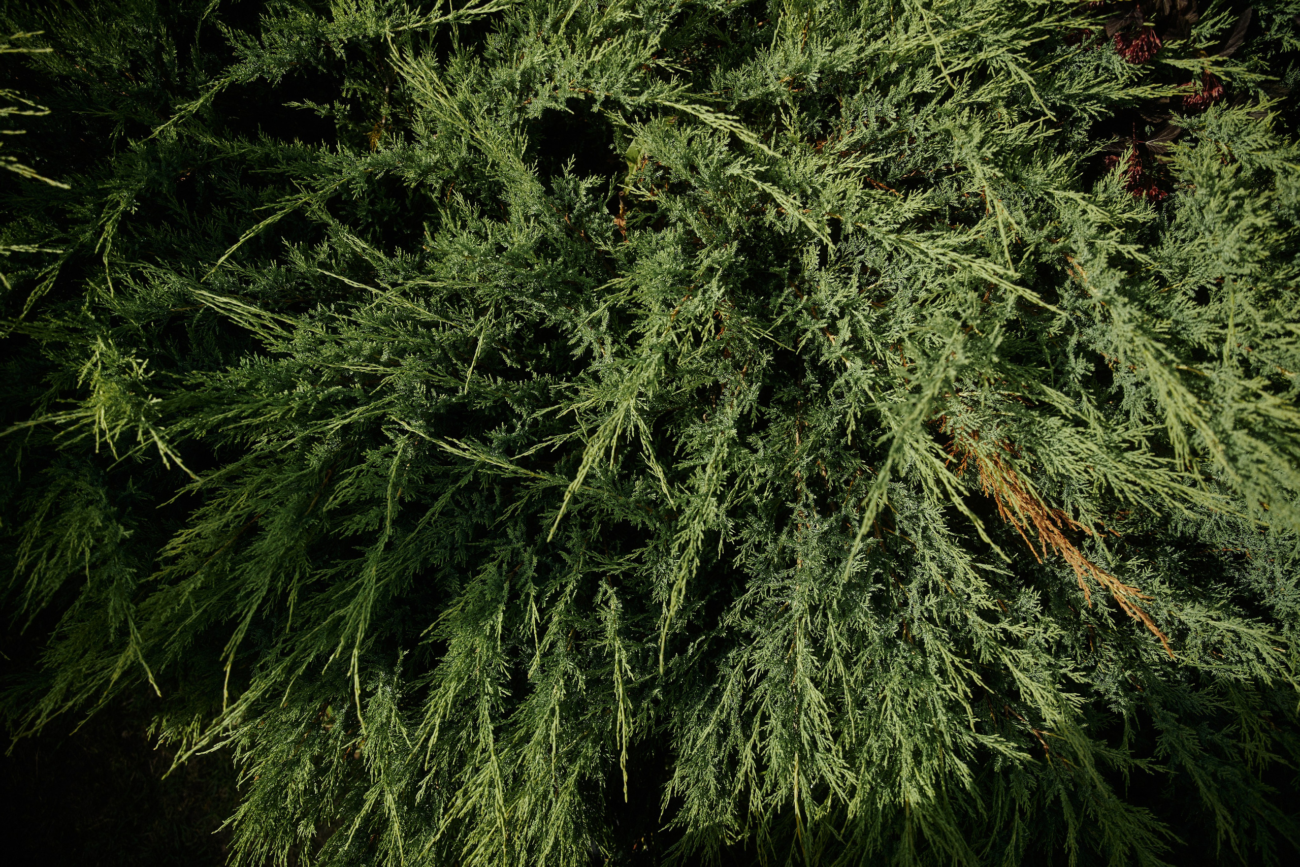 ALL IN ON LOVE. Дмитрий Мазуркевич: Профессиональный Репортажный Фотограф