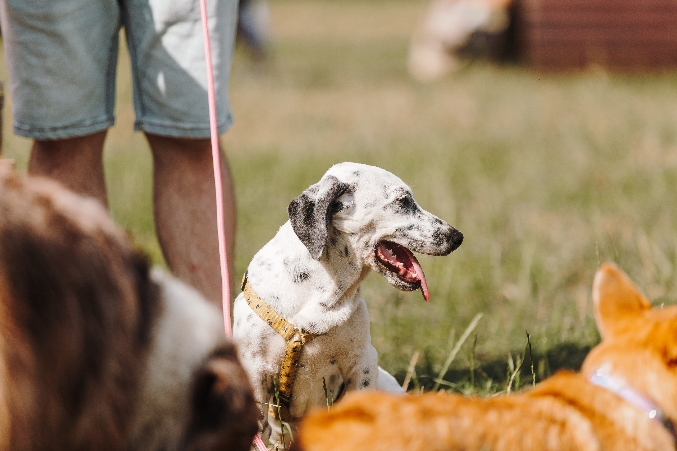 Petshop Sup day. Фотограф анималист Кристина Карпова, Москва