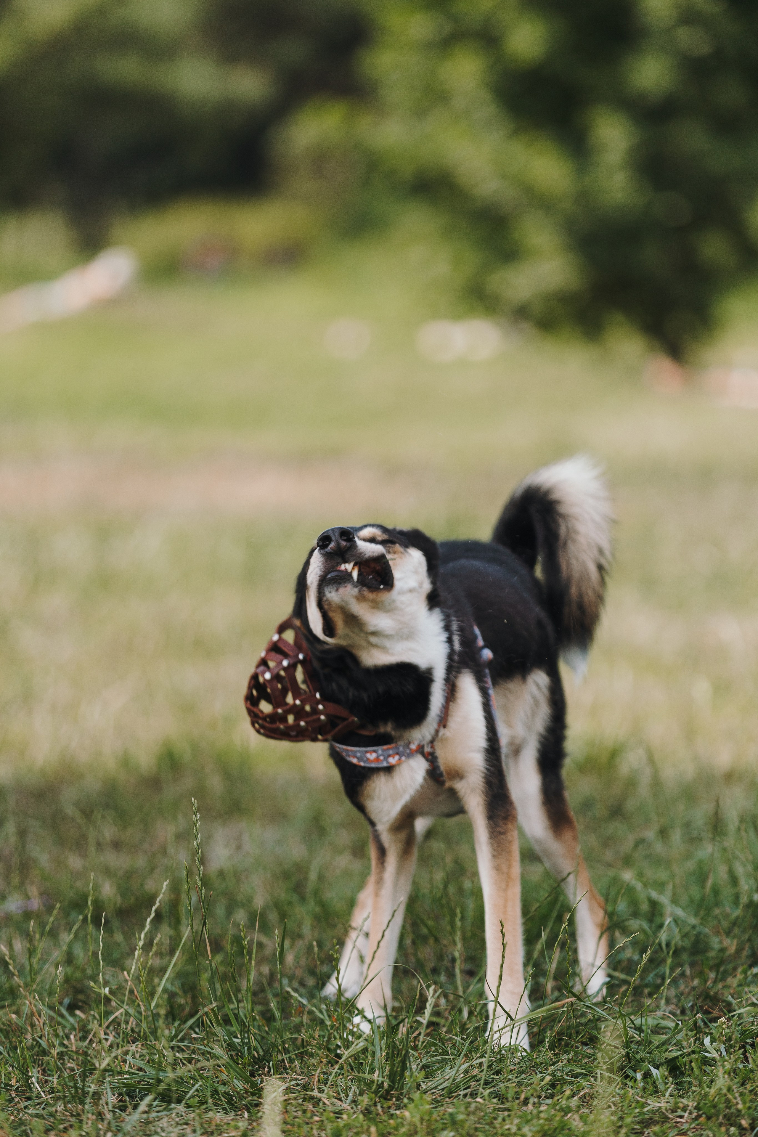 Petshop Sup day. Фотограф анималист Кристина Карпова, Москва