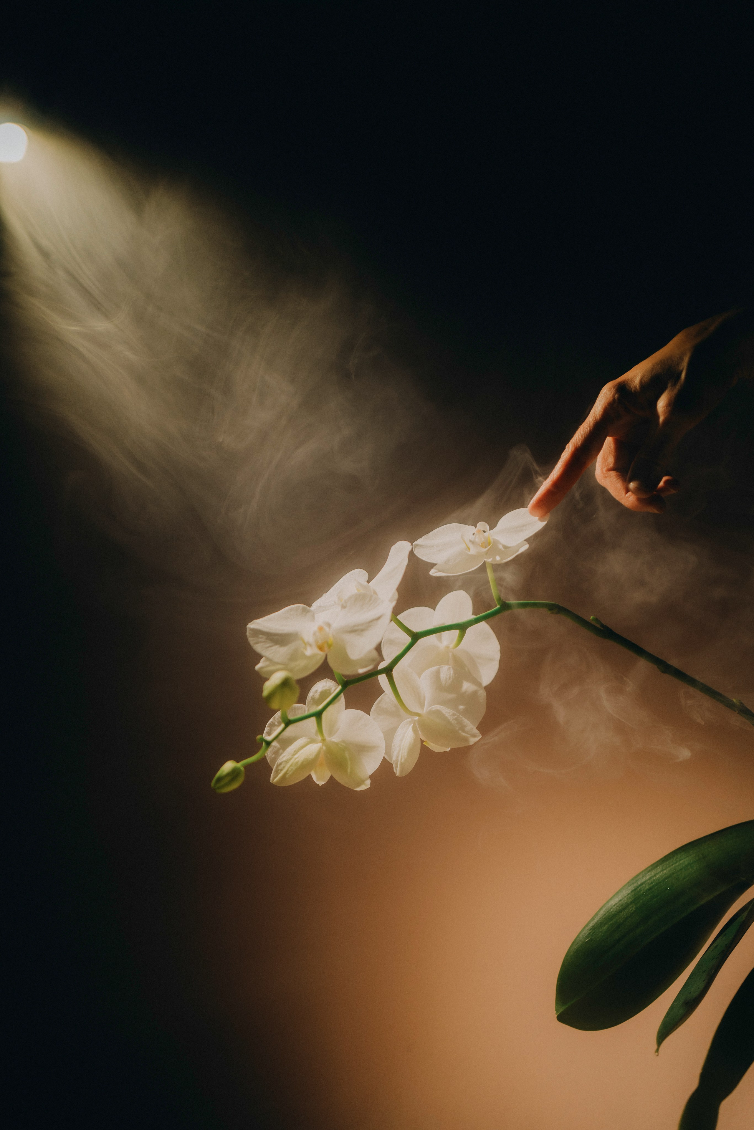 Анна. Maxon Magnusson