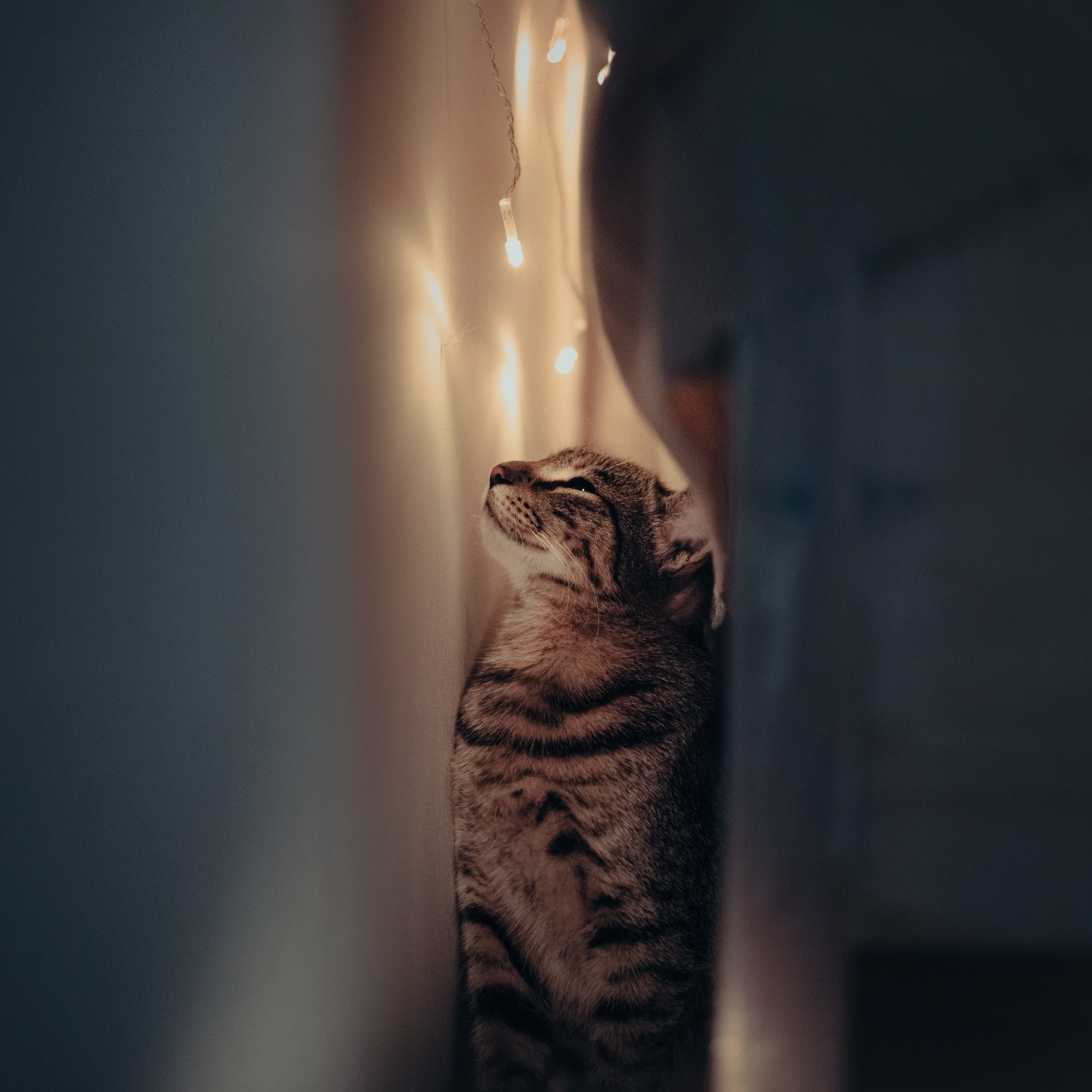 Cats: looking for a home and adopted. Photos of you and your pet