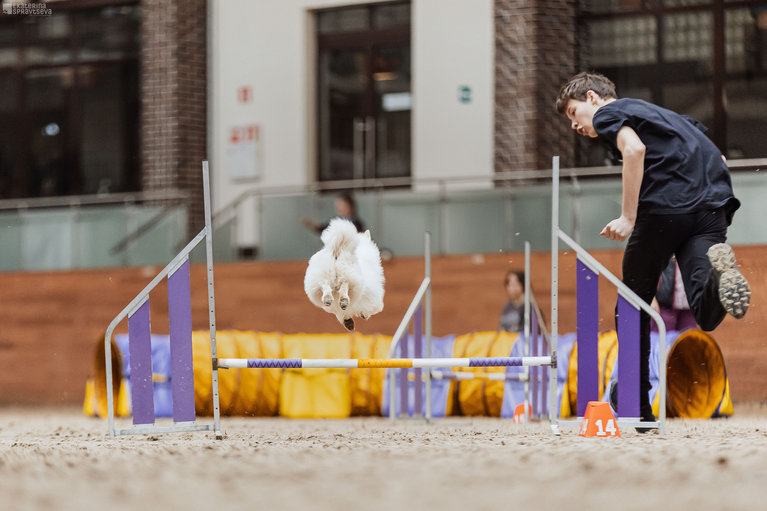 ЧРКФ Аджилити в Максима. Фотограф Анималист Екатерина Справцева в Нижнем Новгороде