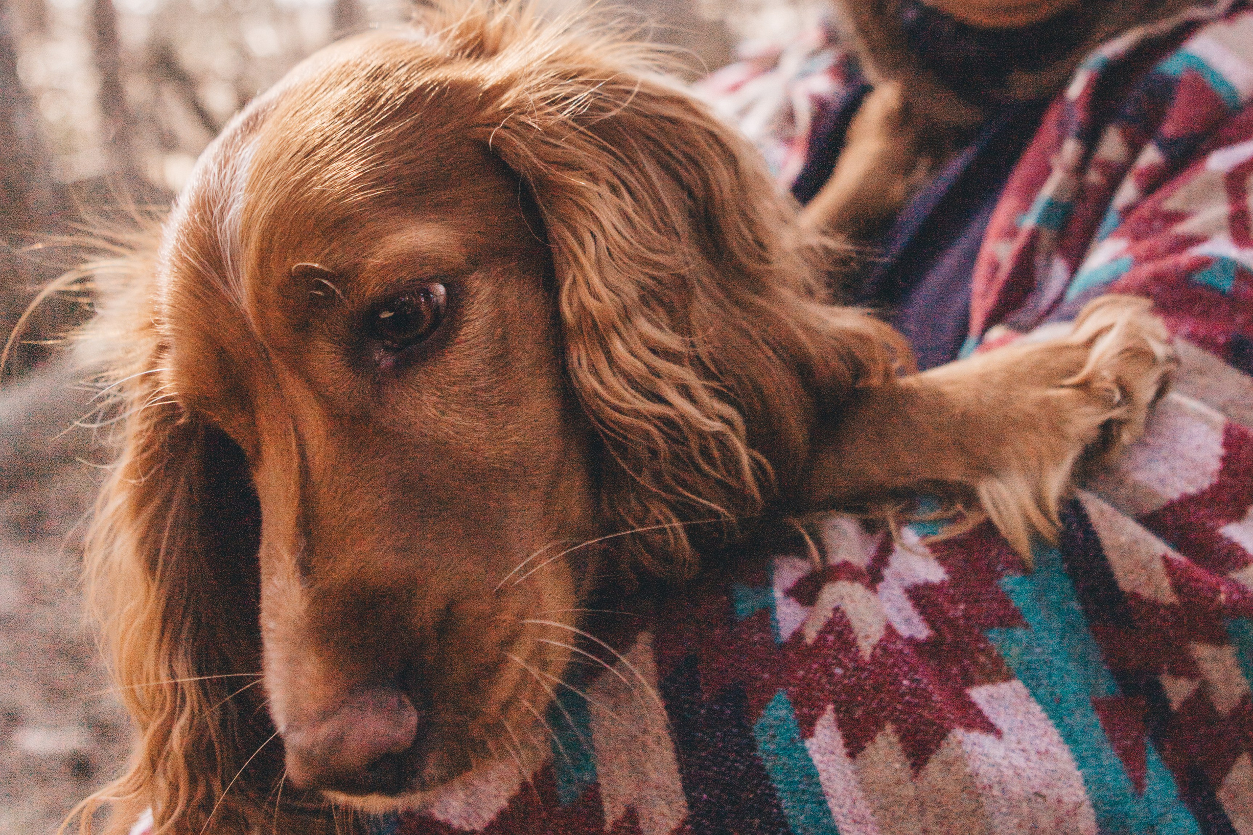 Julia & Jessie. Portrait, family and pet photographer in Cyprus, Ksenia Bourdelle
