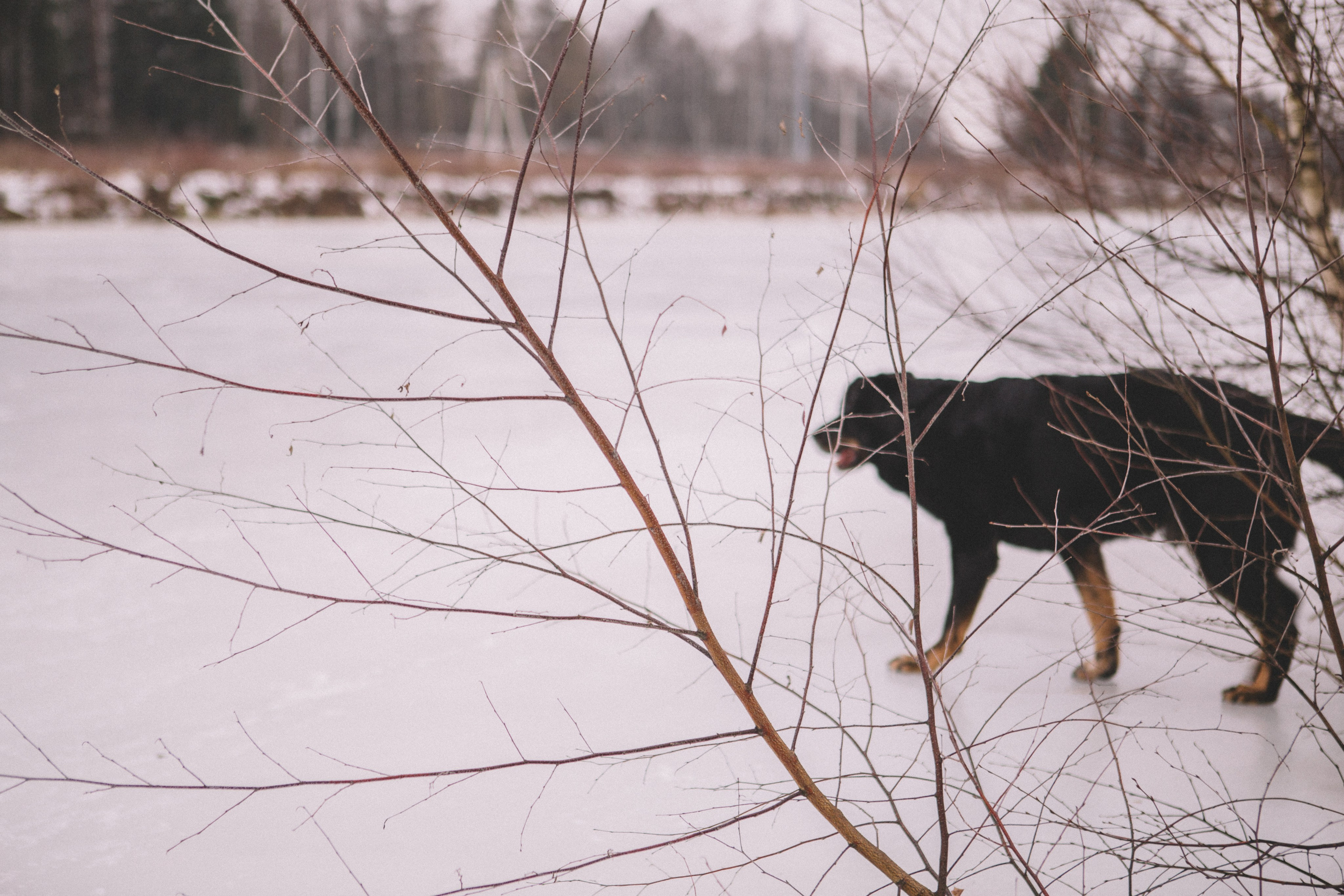 Alyona & Felix. Portrait, family and pet photographer in Cyprus, Ksenia Bourdelle