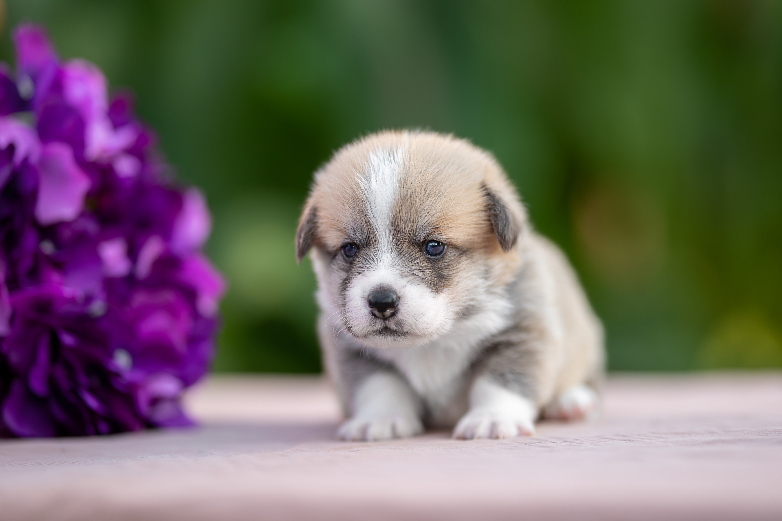 Малыши коржики. Ирина Голомб|Фотограф-анималист в  Сочи и Калининграде