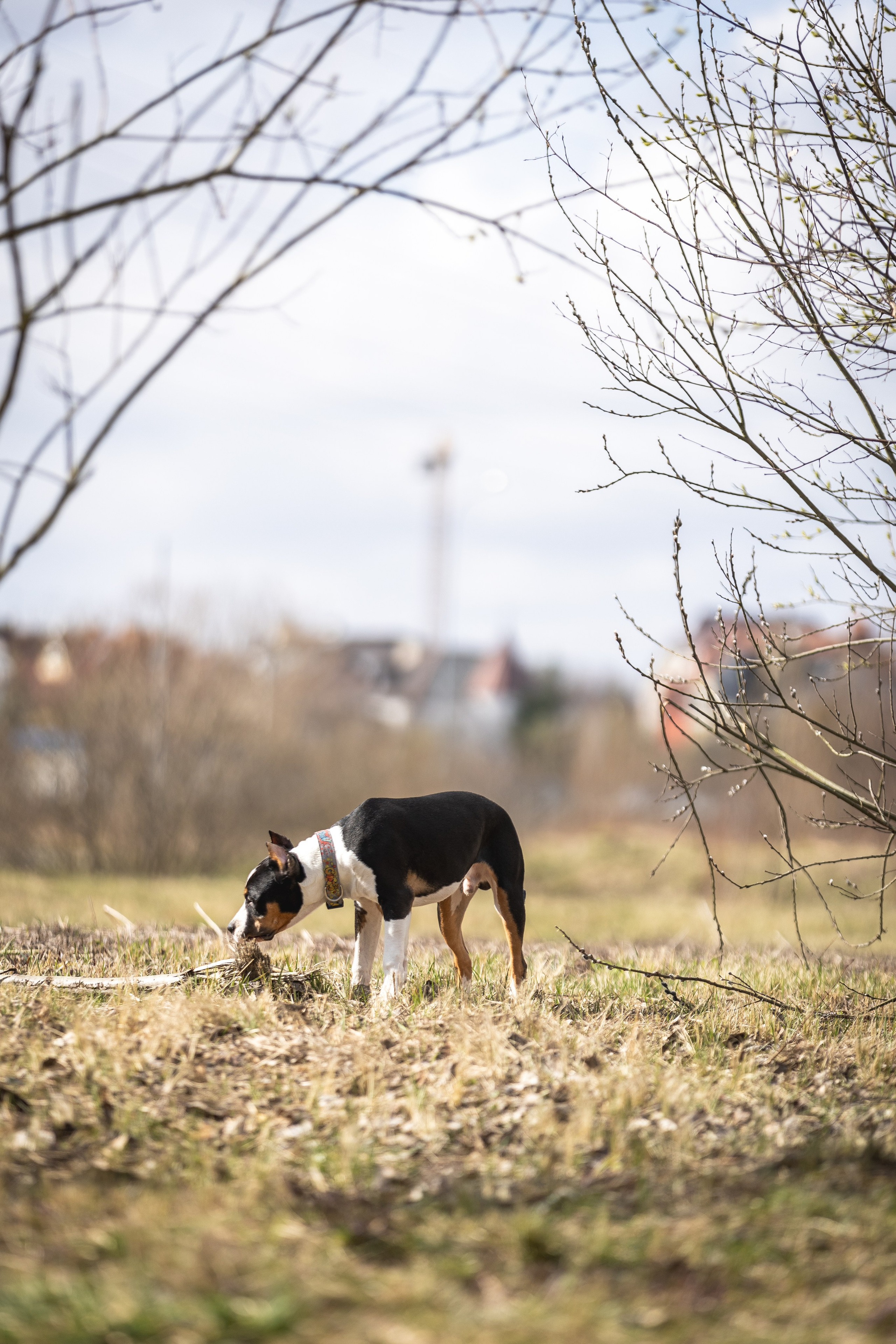 Догтуса 24.03.2024. Ирина Голомб|Фотограф-анималист в  Сочи и Калининграде