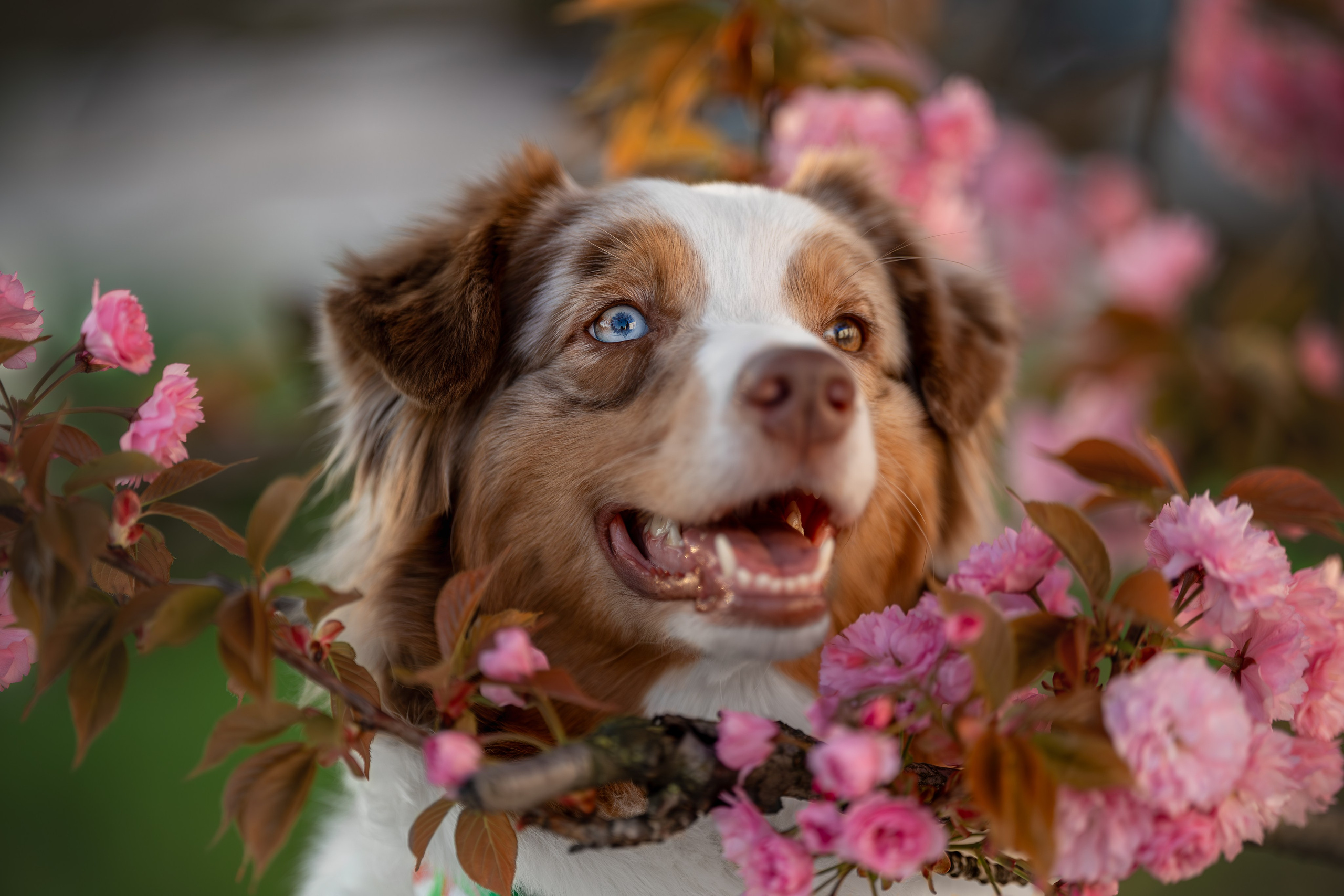 Полли, Австралийская Овчарка. Ирина Голомб|Фотограф-анималист в  Сочи и Калининграде