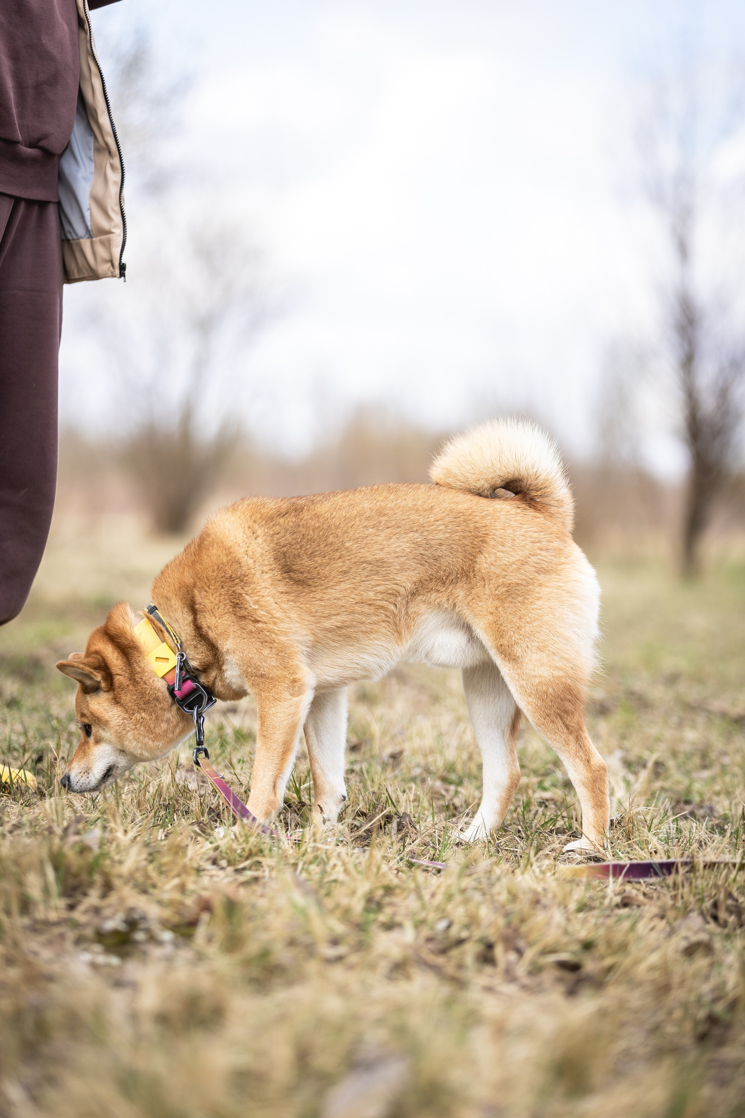 Догтуса 24.03.2024. Ирина Голомб|Фотограф-анималист в  Сочи и Калининграде