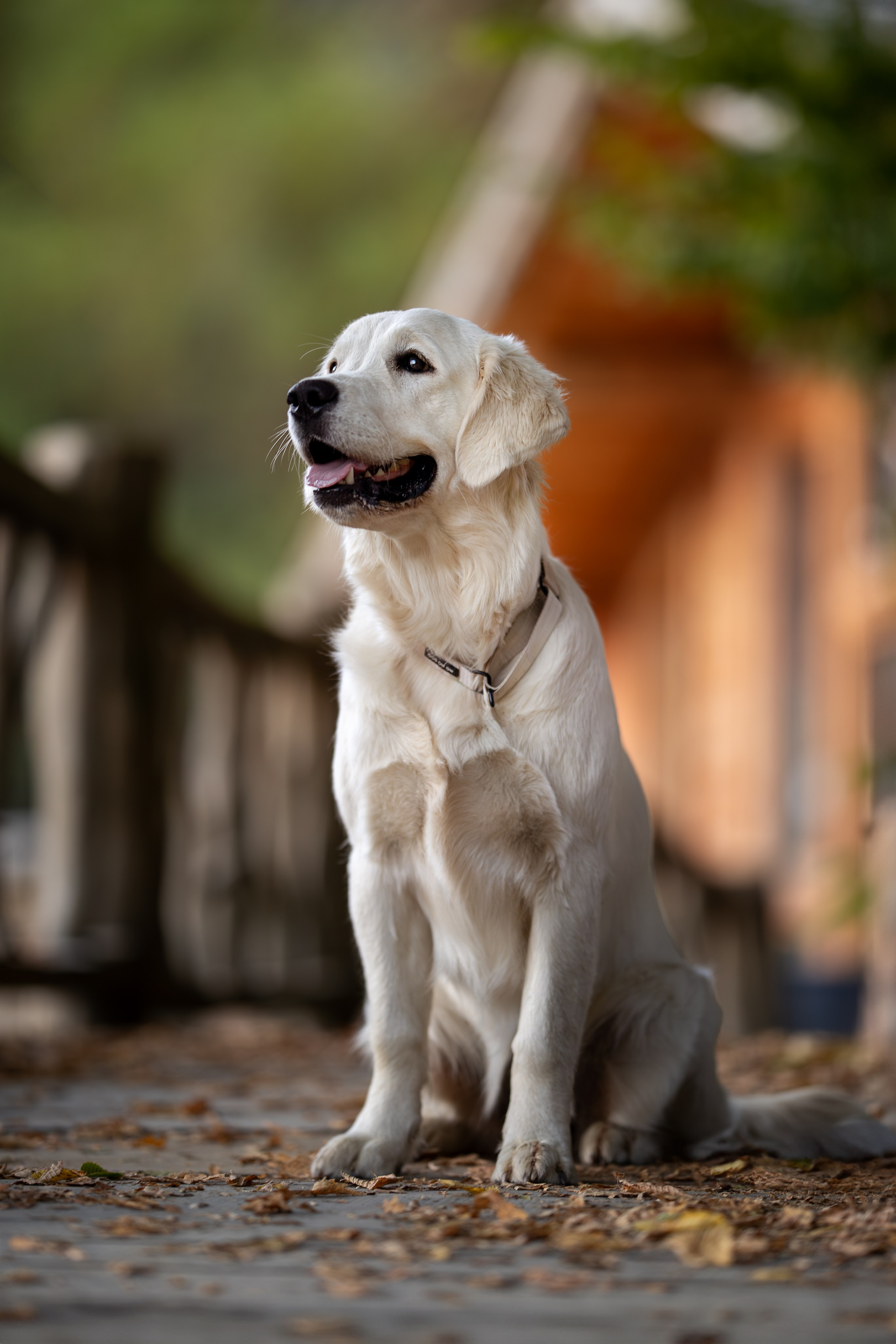 Асти, Делфи и Фреска, Голден Ретриверы. Ирина Голомб|Фотограф-анималист в  Сочи и Калининграде