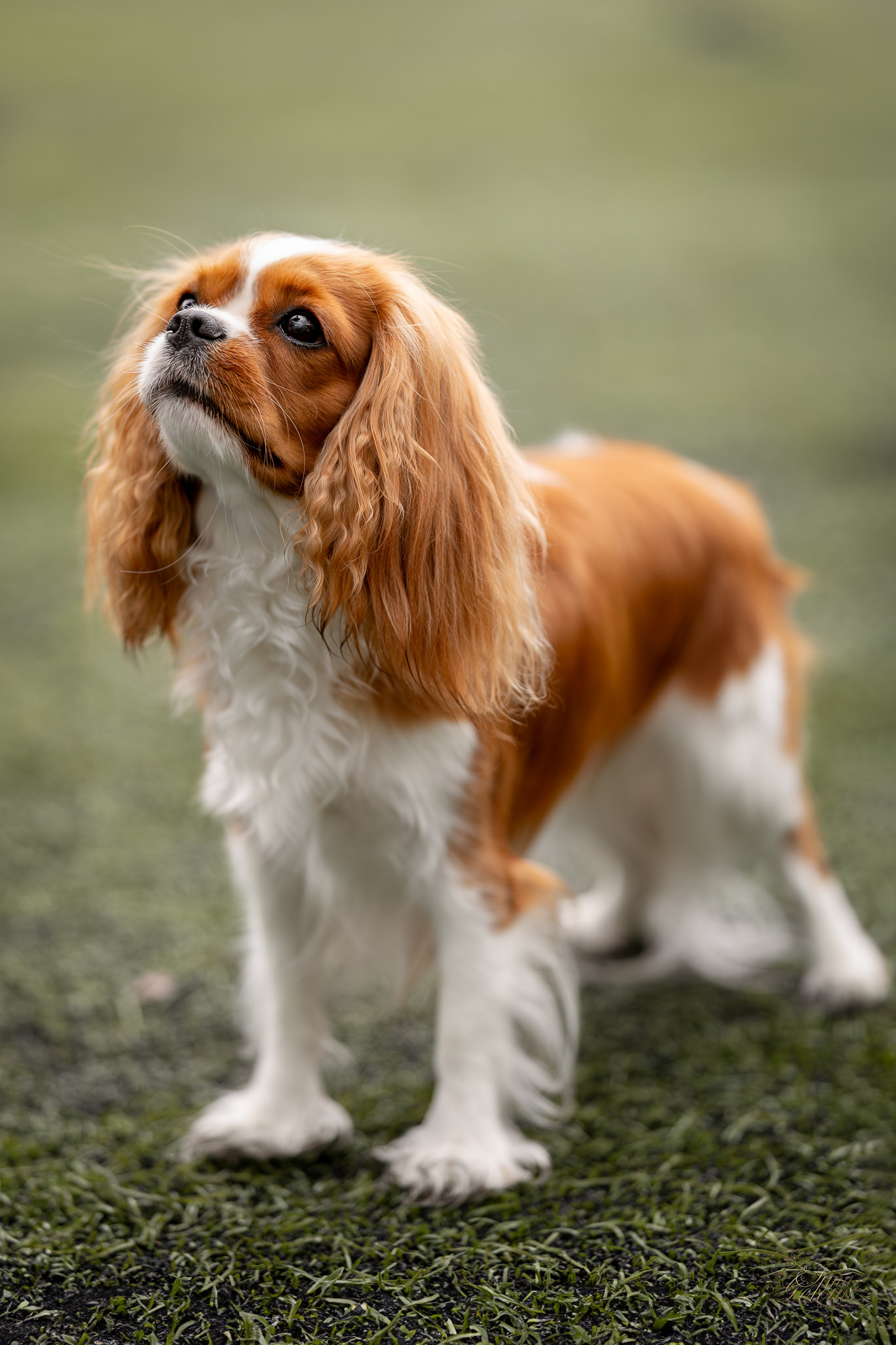 Выставка 17.12.23. Ирина Голомб|Фотограф-анималист в  Сочи и Калининграде