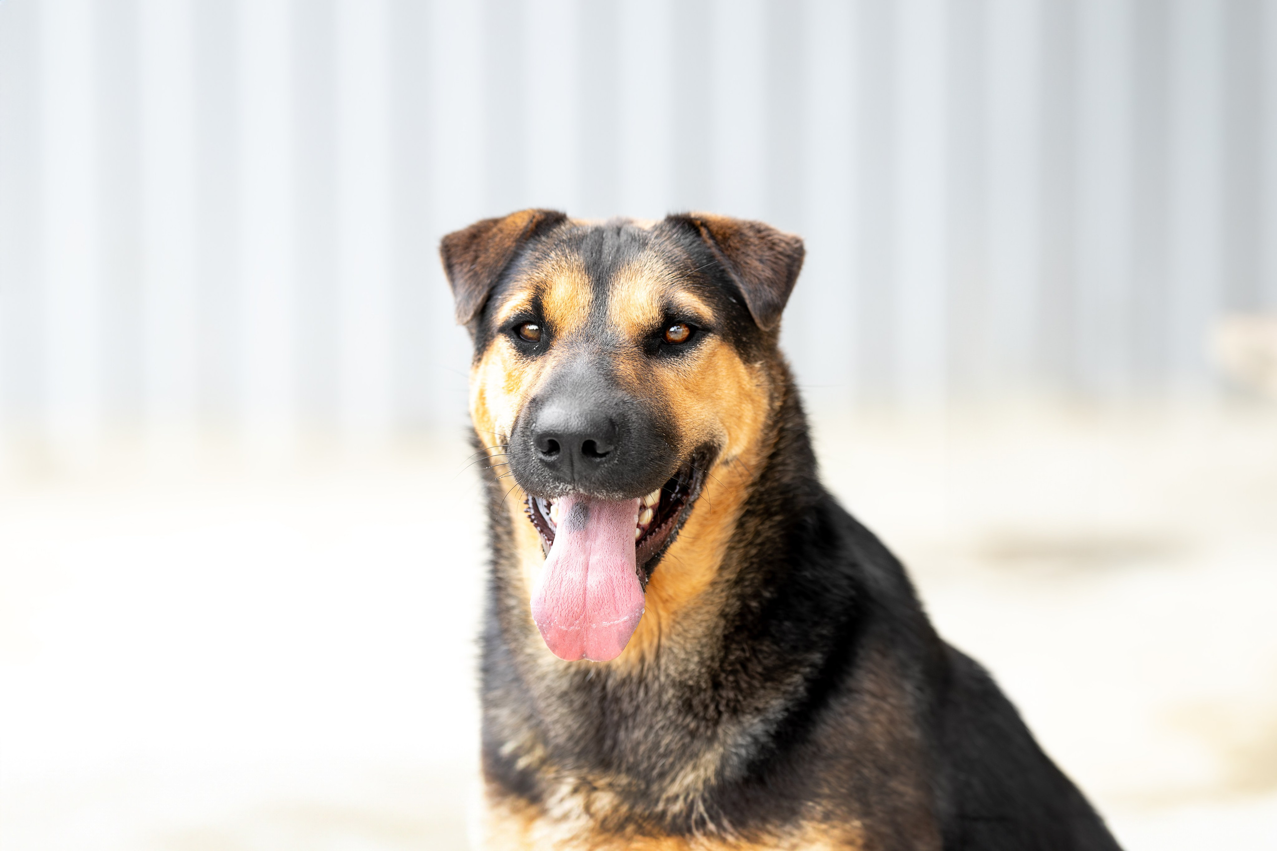 Мини-приют «Возрождение». Ирина Голомб|Фотограф-анималист в  Сочи и Калининграде