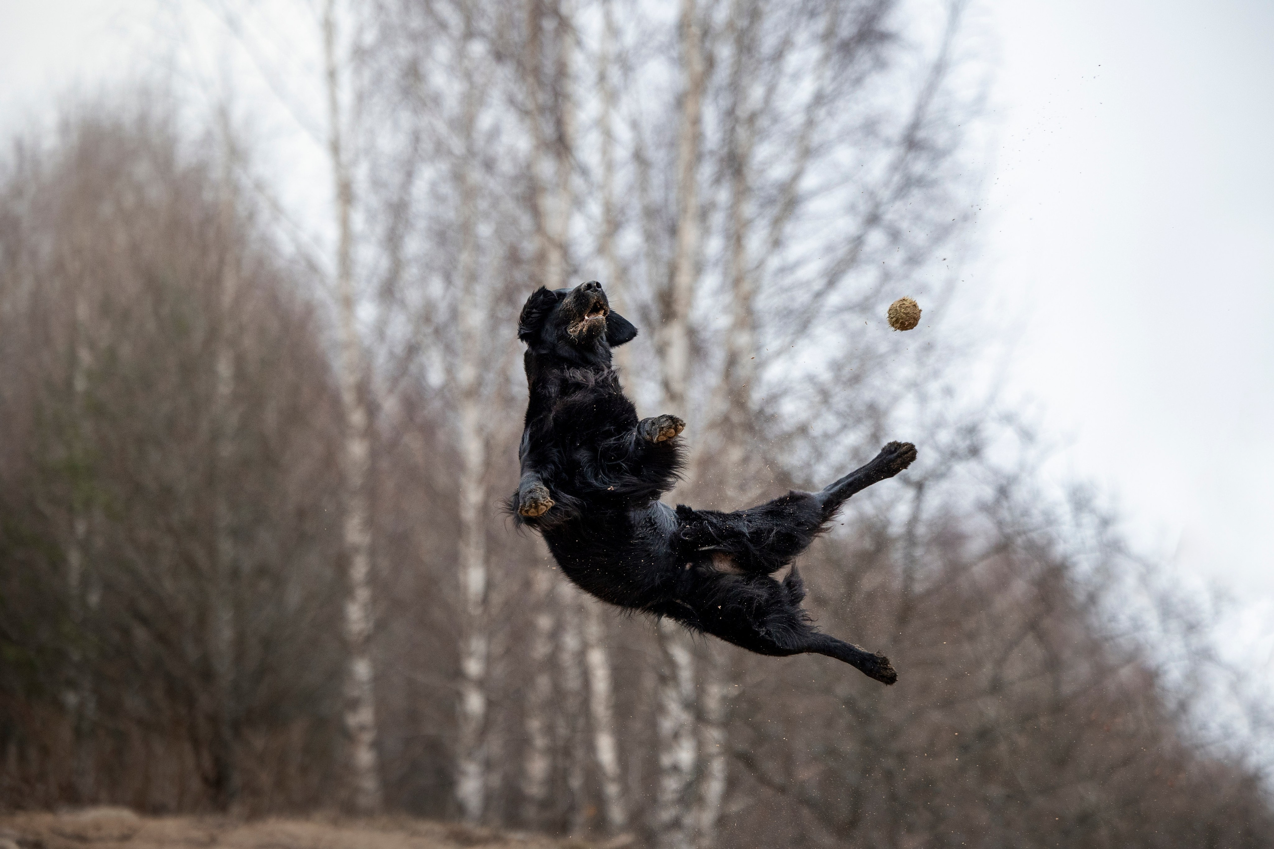 Ора, Ева, Рози и их семья. Фотограф — Анималист | Санкт-Петербург