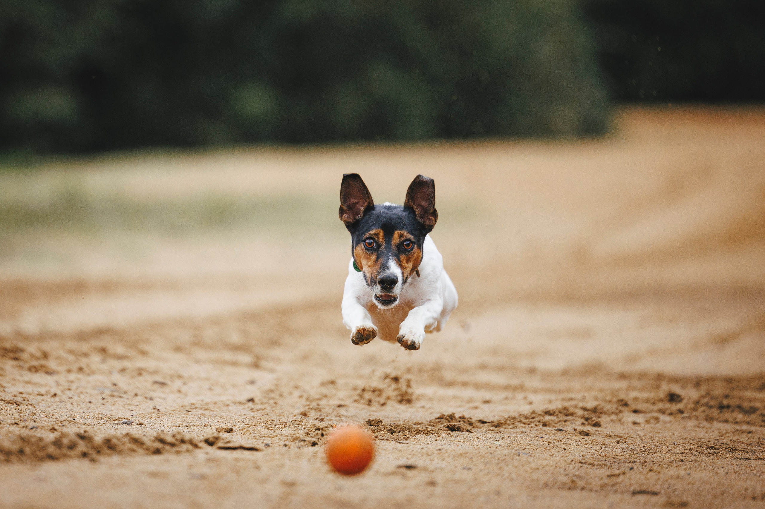 Ания и Ярик. Фотограф-анималист Анна Маринич