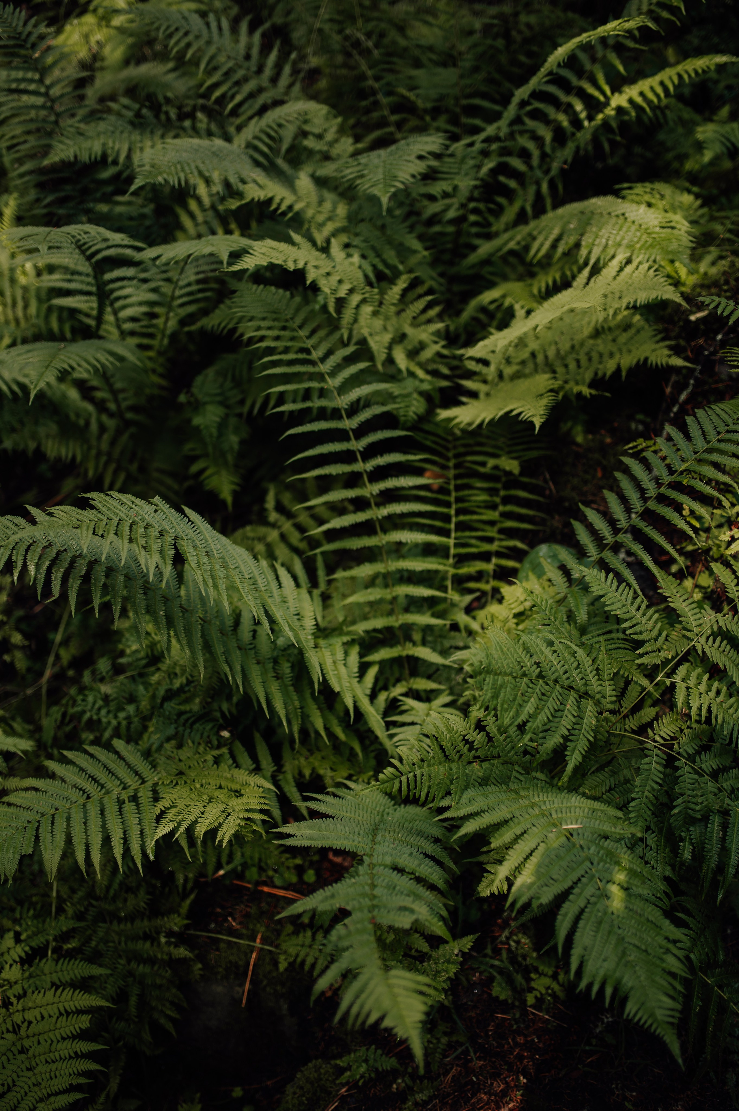 Свадебная. Профессиональный фотограф и видеограф в Сортавала Ася Легконогова