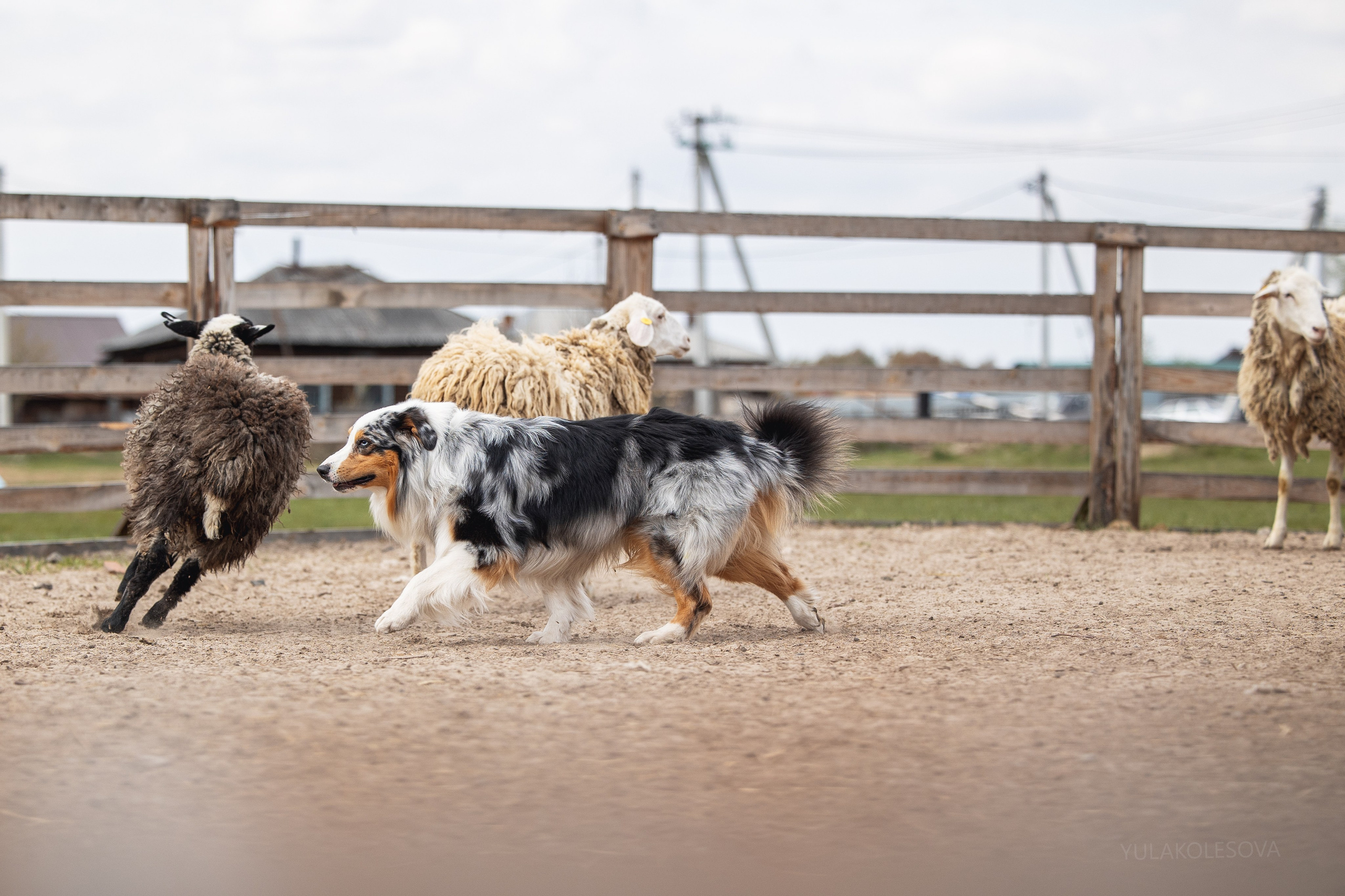 Аусси день 15.05.2024. YULA KOLESOVA | Фотограф — Анималист | Художник | Тюмень