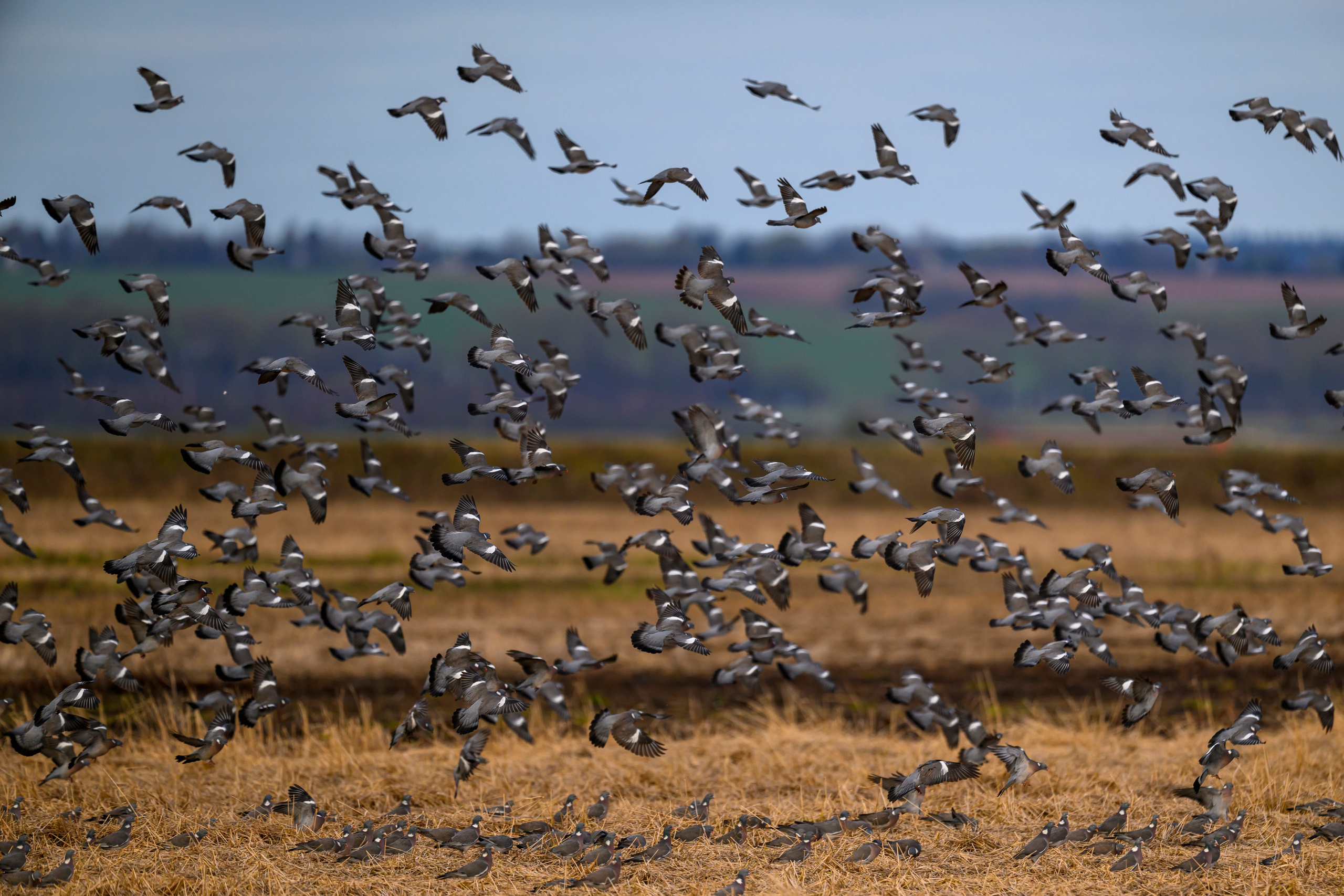 Вяхери. Фотограф Сергей Пупонин