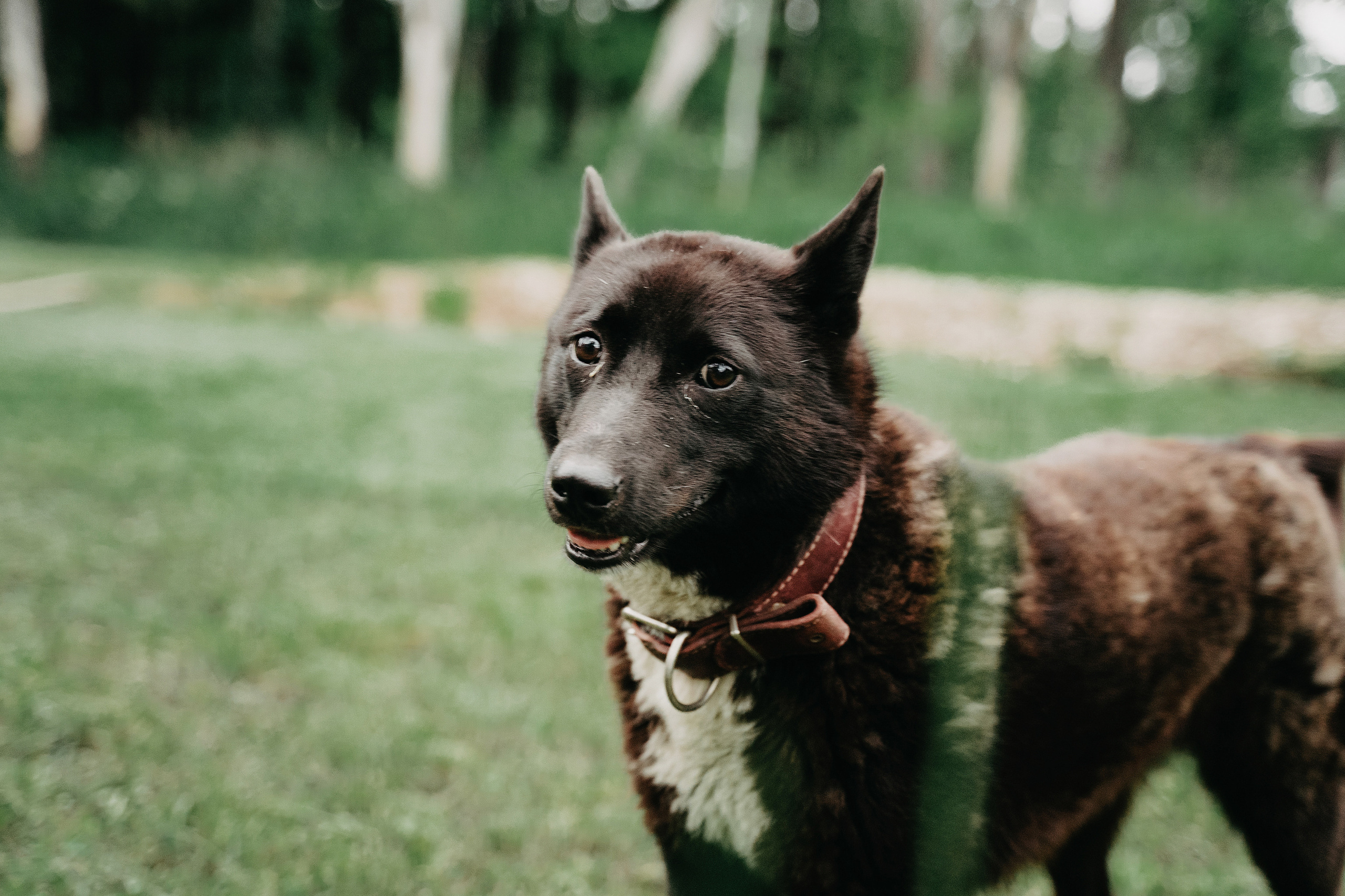 Владимир и Анастасия. Свадебный фотограф