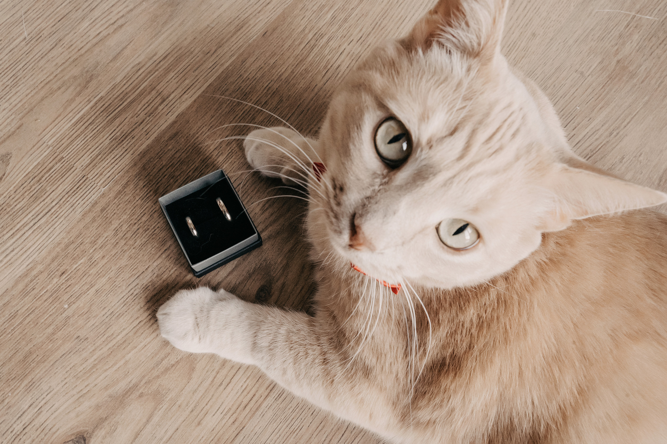 Максим и Ангелина. Свадебный фотограф