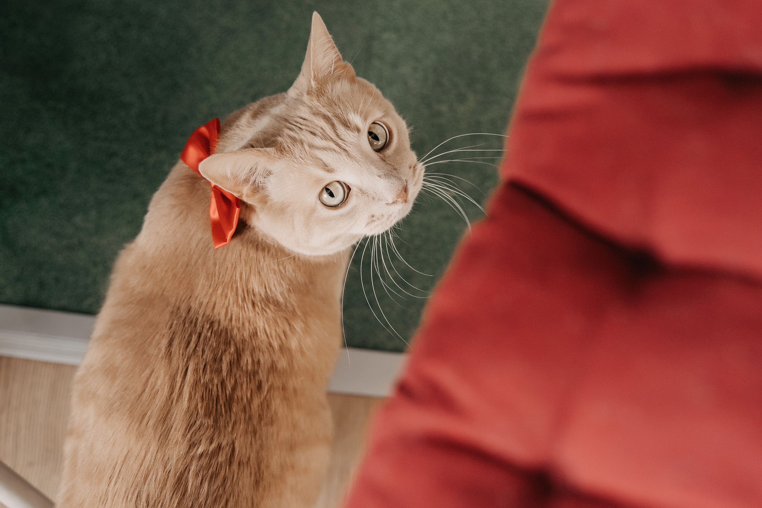 Максим и Ангелина. Свадебный фотограф