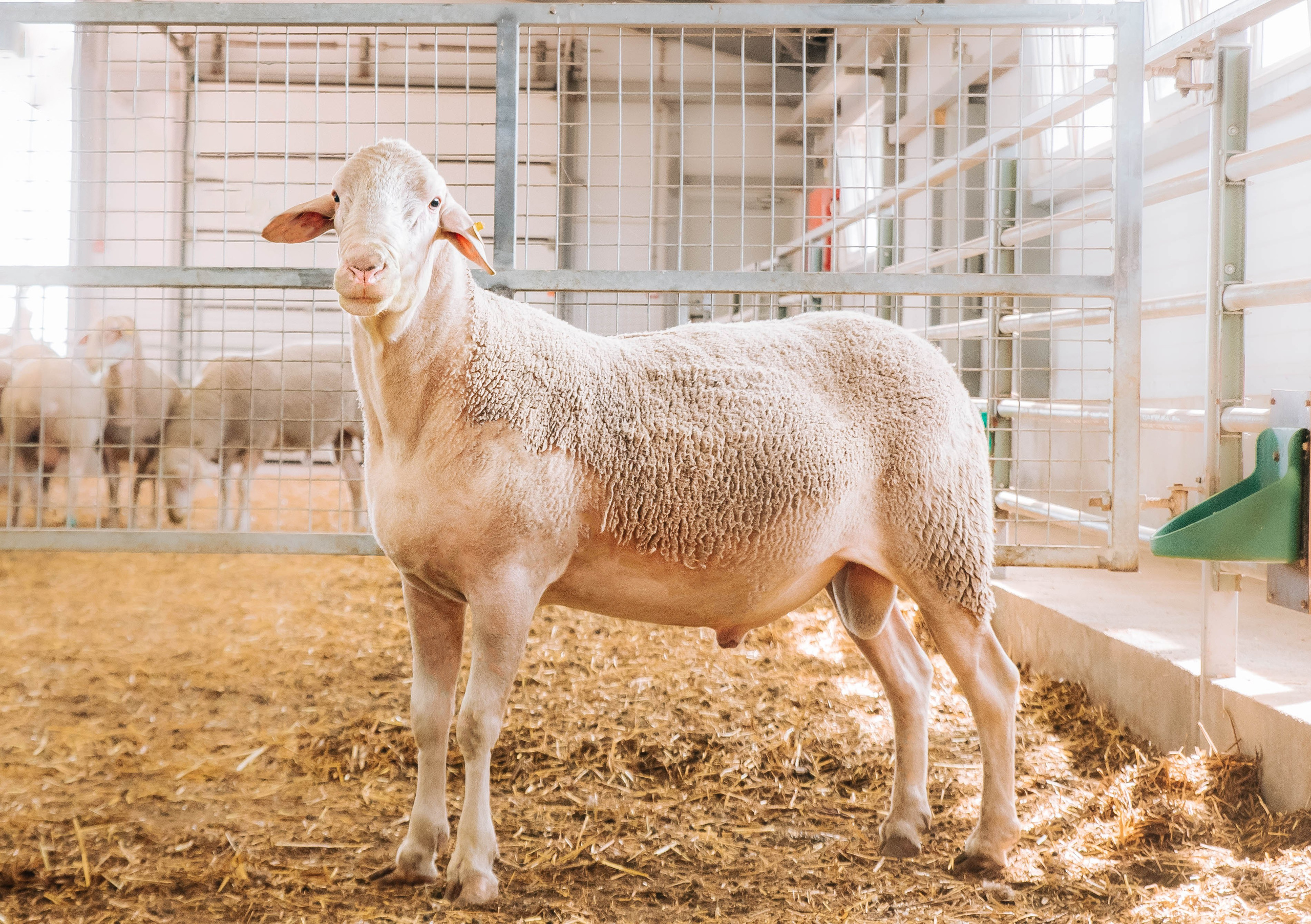 Овечья Ферма. Агрокурьер Красный Яр. Главная