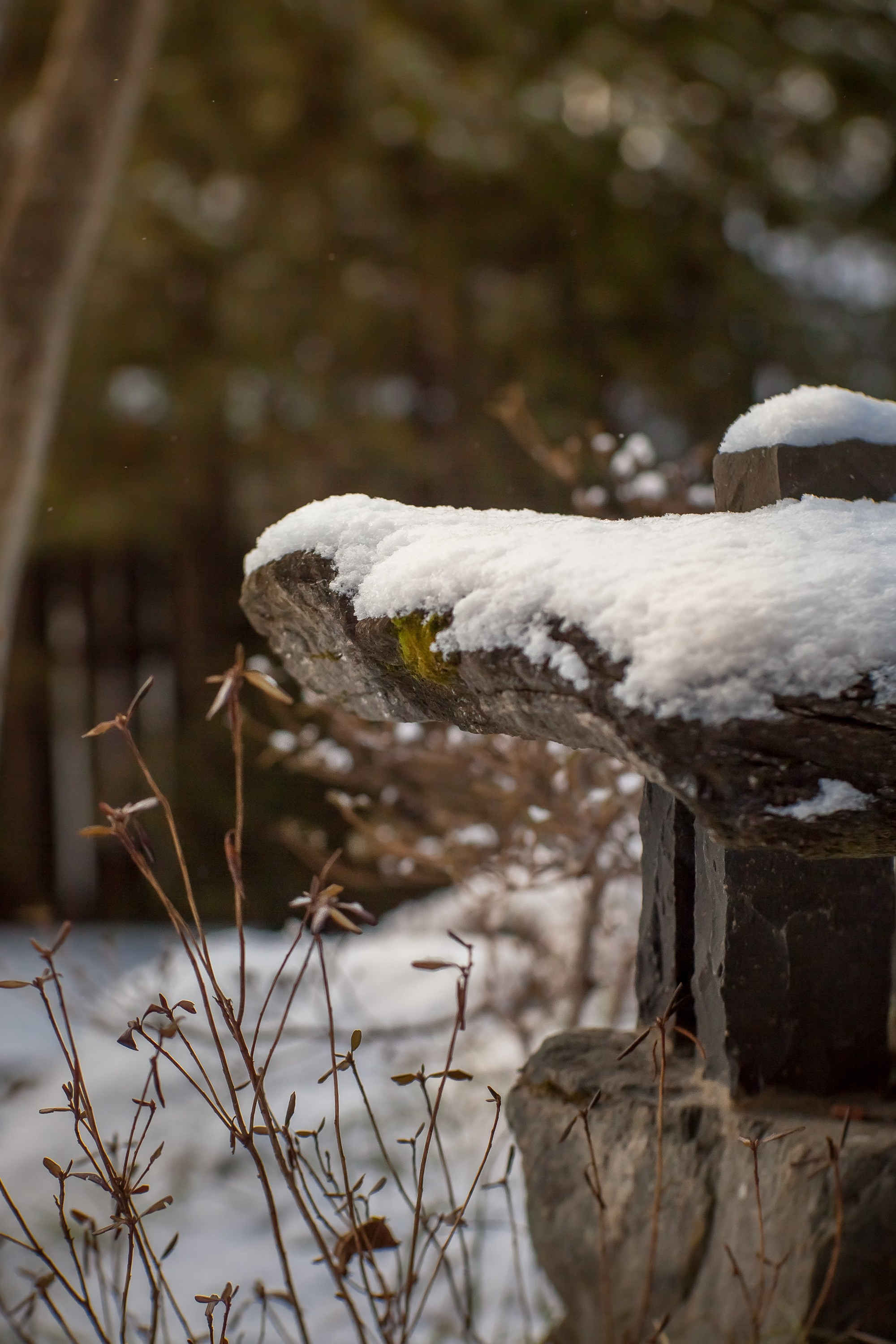 Спящий сад, Елены Асташкиной. Туманов Виталий — фотограф Москва