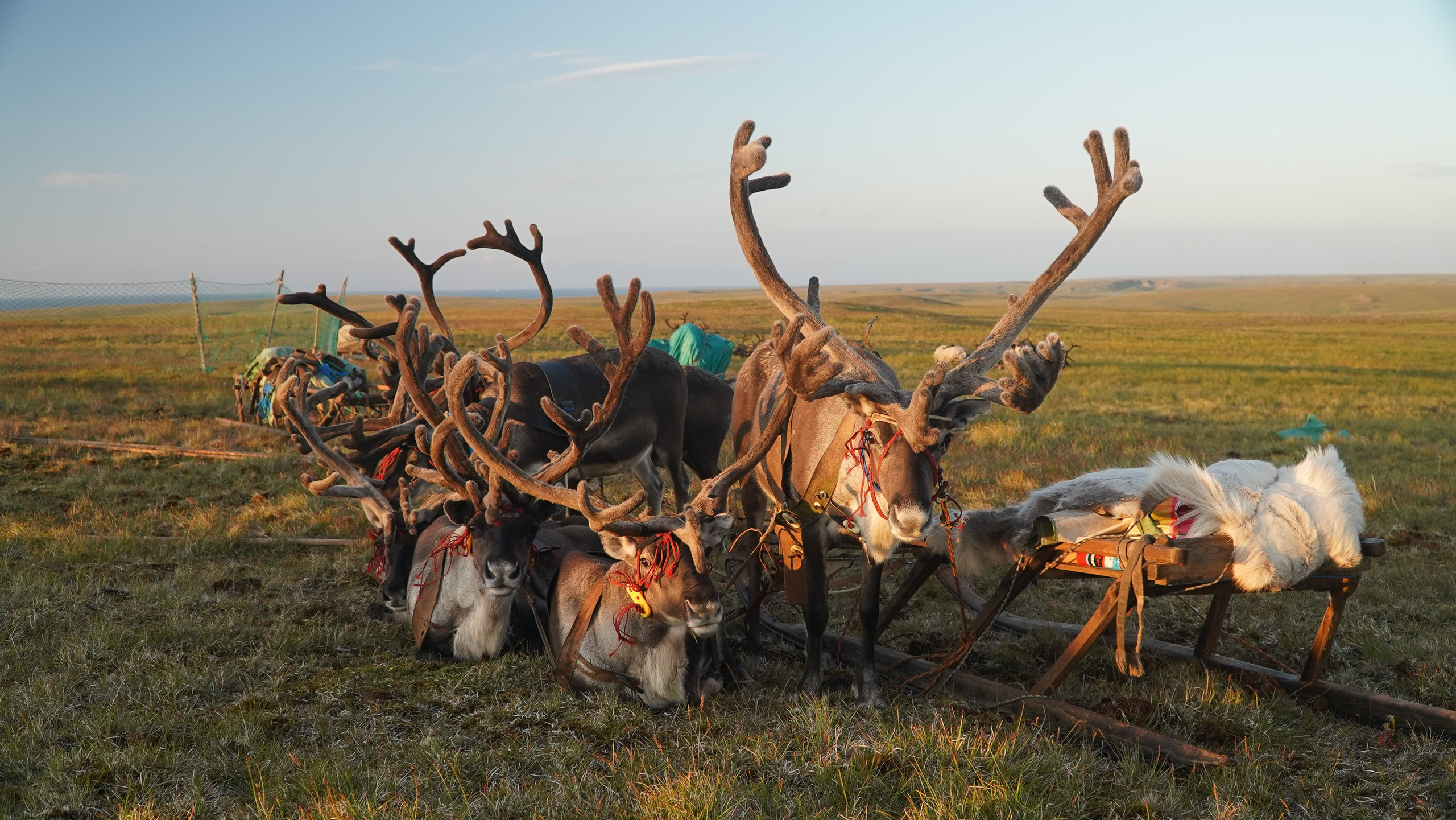 Амдерма — наука (2020 г.). Фотоальбом показывающий увлекательный мир авиации и мир медведей Андрея Иванова