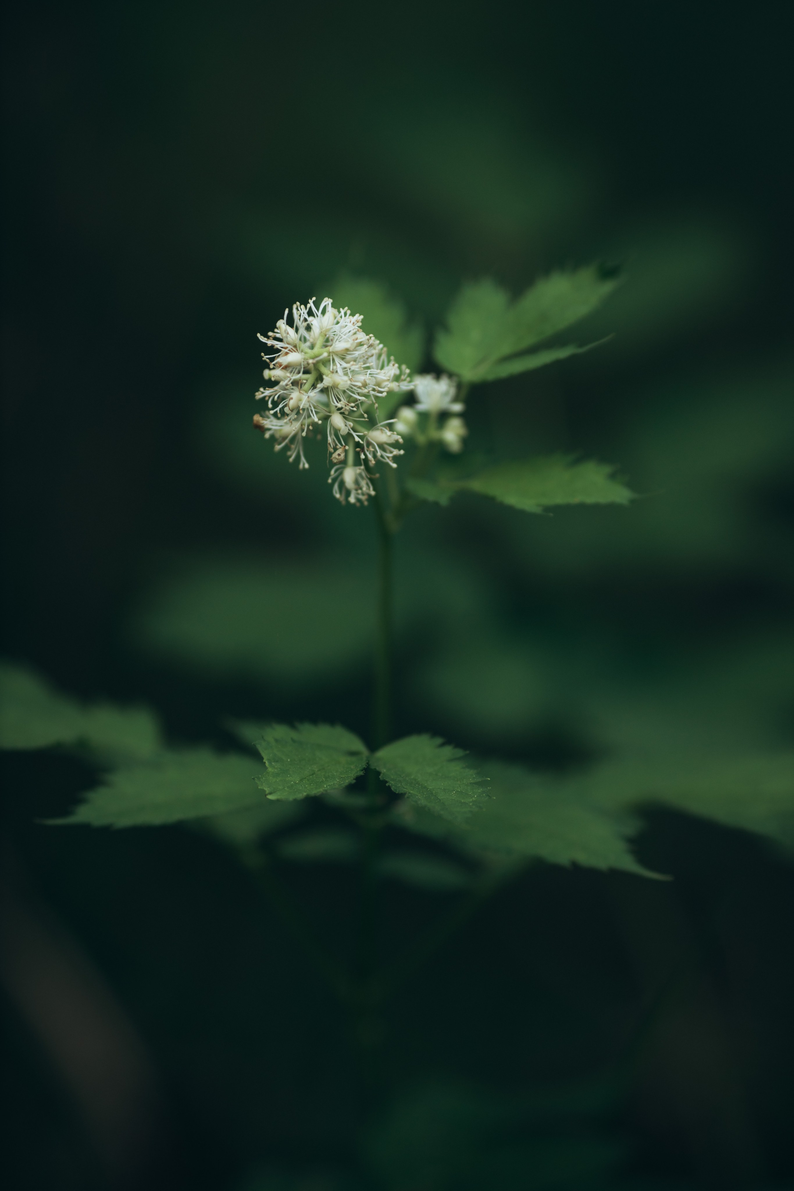 Природные пейзажи. Наталия Клевинскас портретный фотограф в Костроме