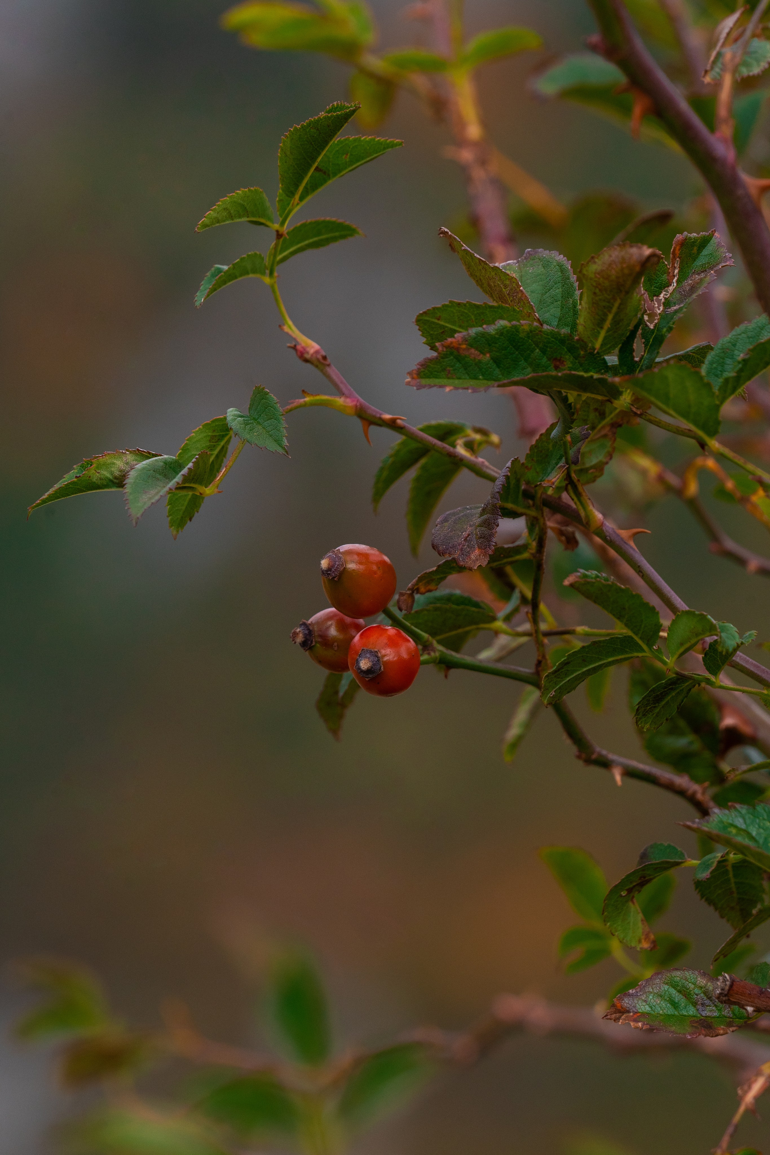 Путешествия и пейзаж. Репортажный фотограф в Красной Поляне и Сочи Павлюченко Екатерина