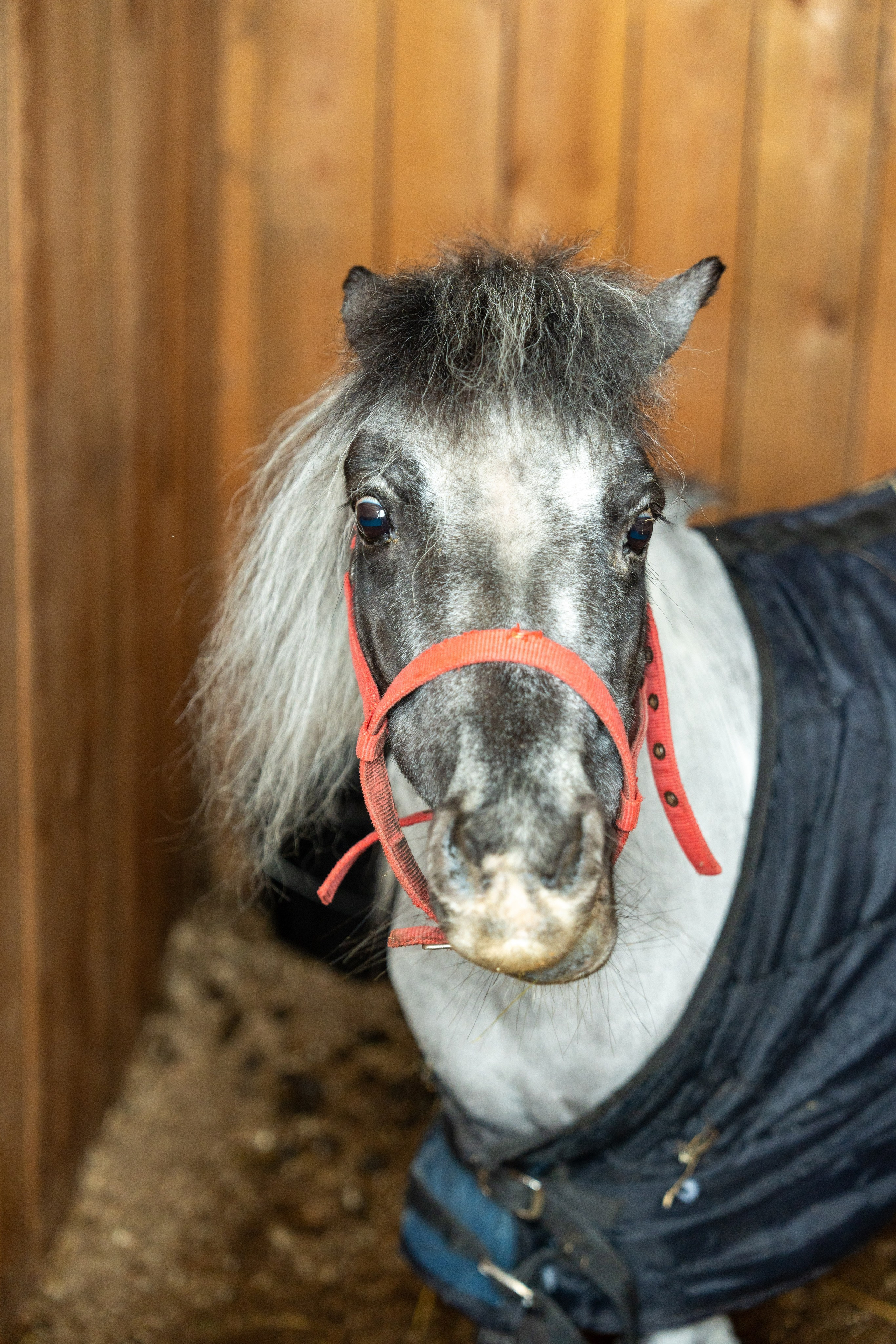MICE мероприятие на ферме Экзархо. Репортажный фотограф в Красной Поляне и Сочи Павлюченко Екатерина