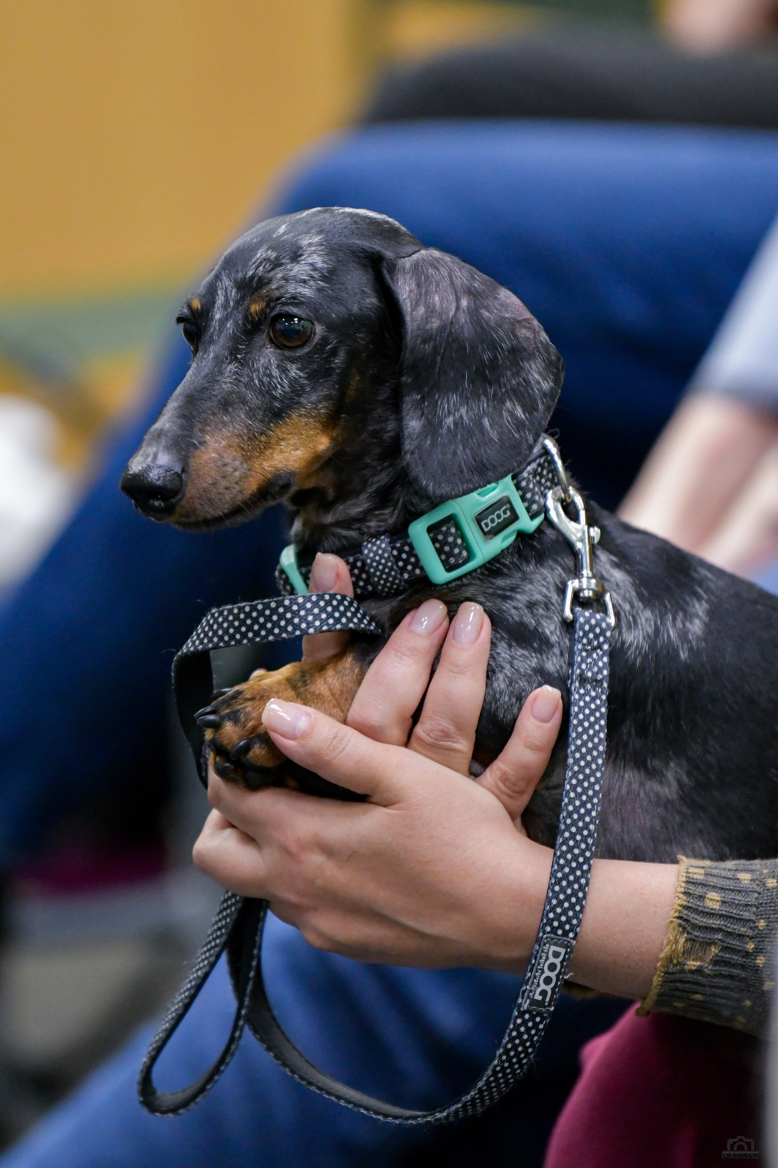 Кинологический клуб «Бодрый хвост». Свой взгляд через объектив