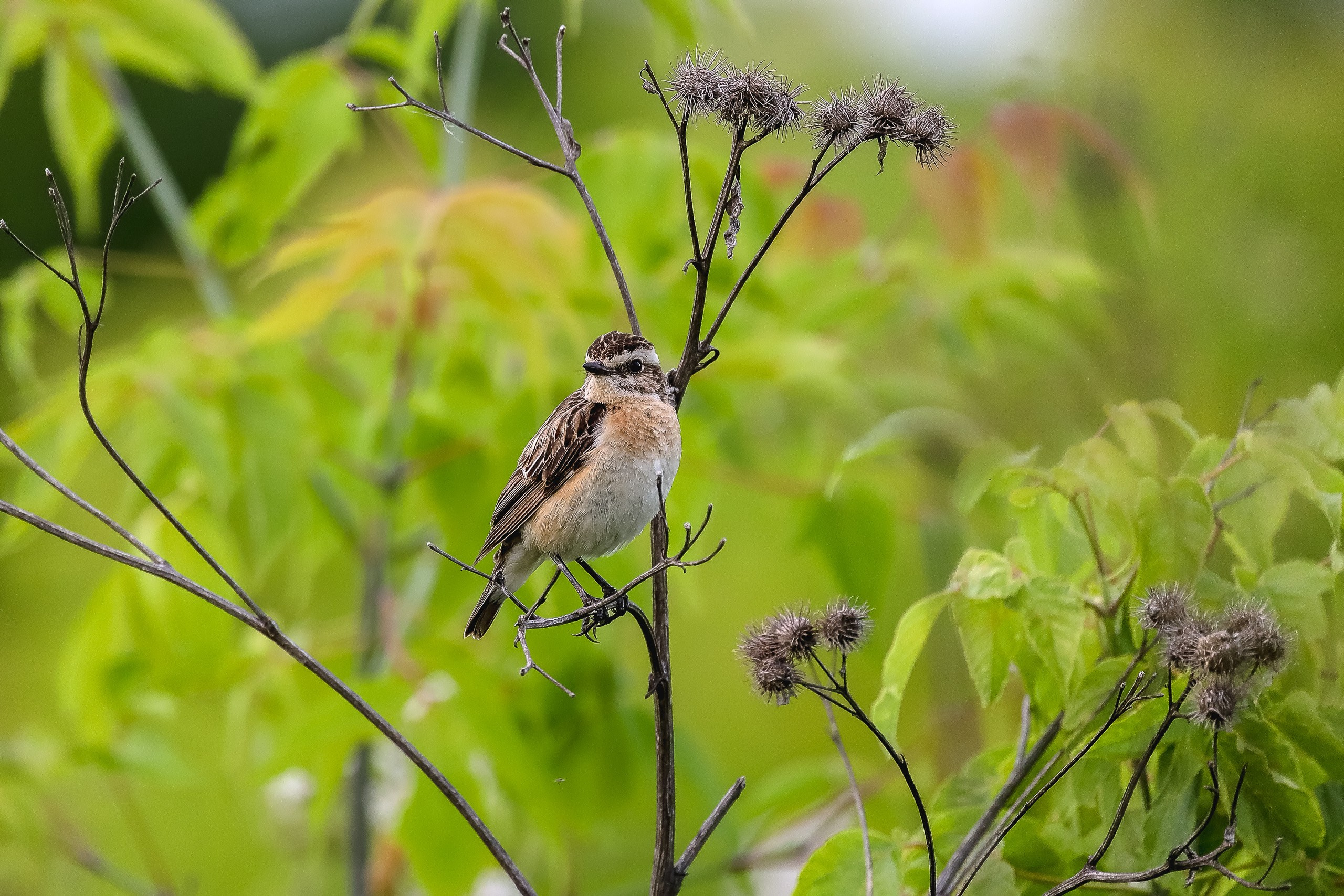 Луговой чекан