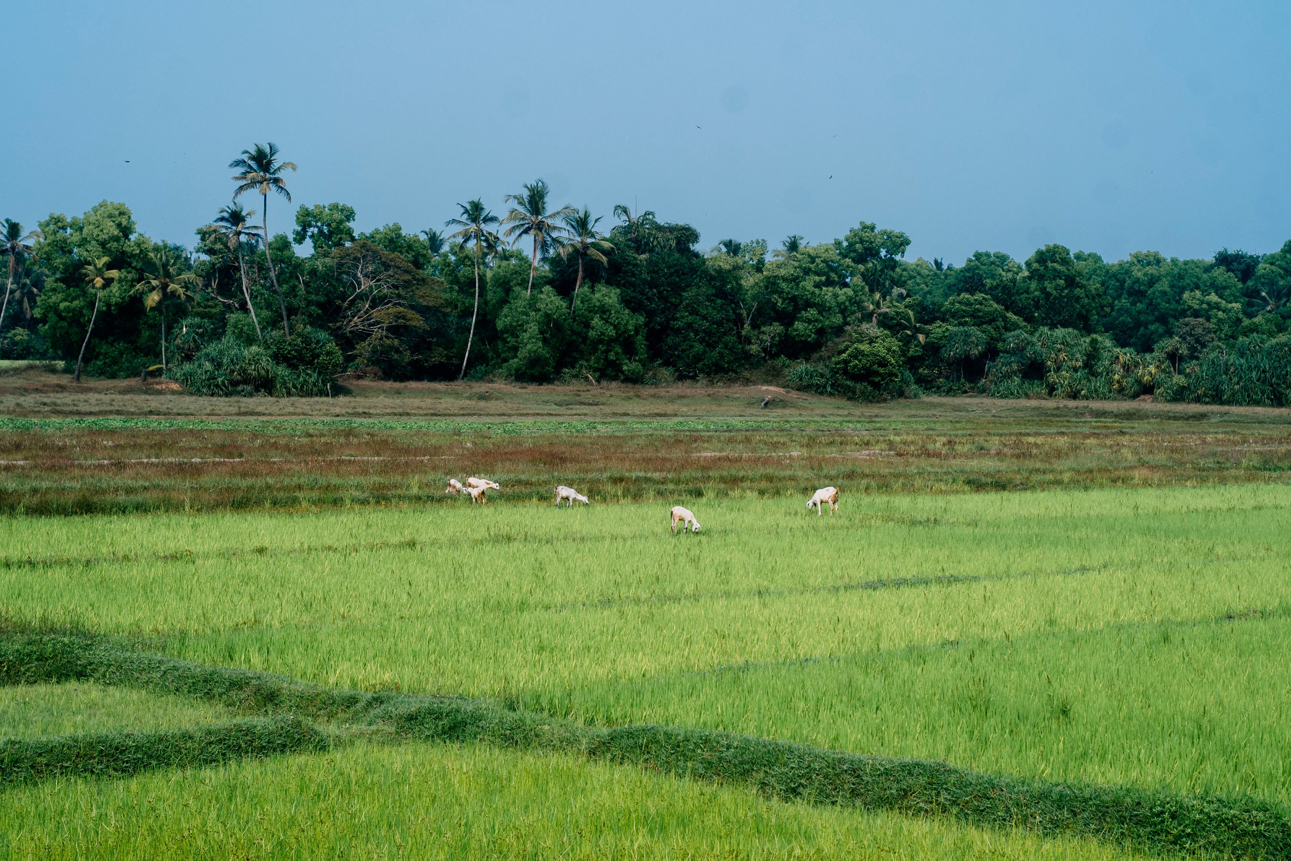 Гоа. индия. Iraogo