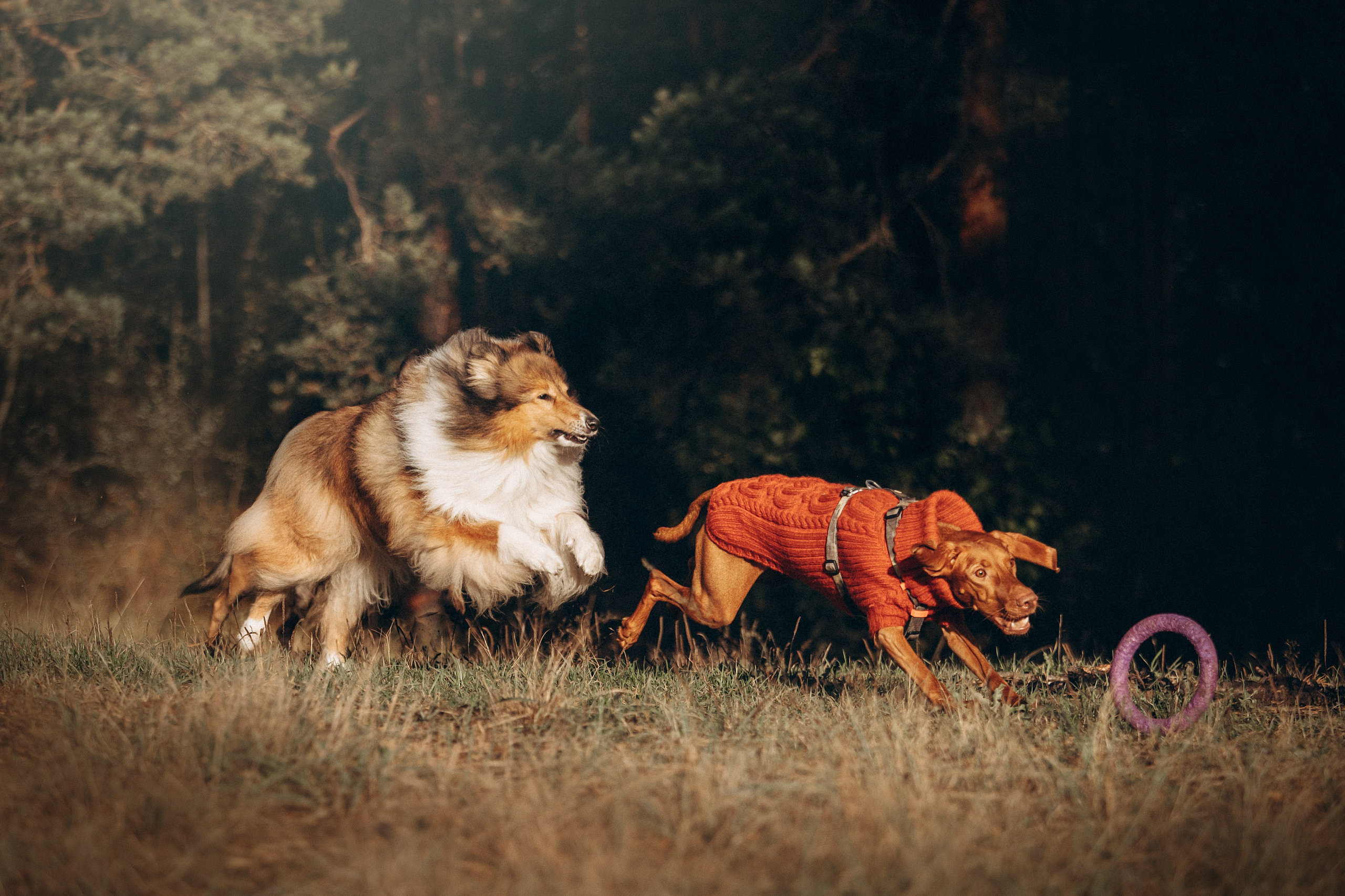 Трисс, Эста, Яся и их семья. Фотограф — Анималист | Санкт-Петербург