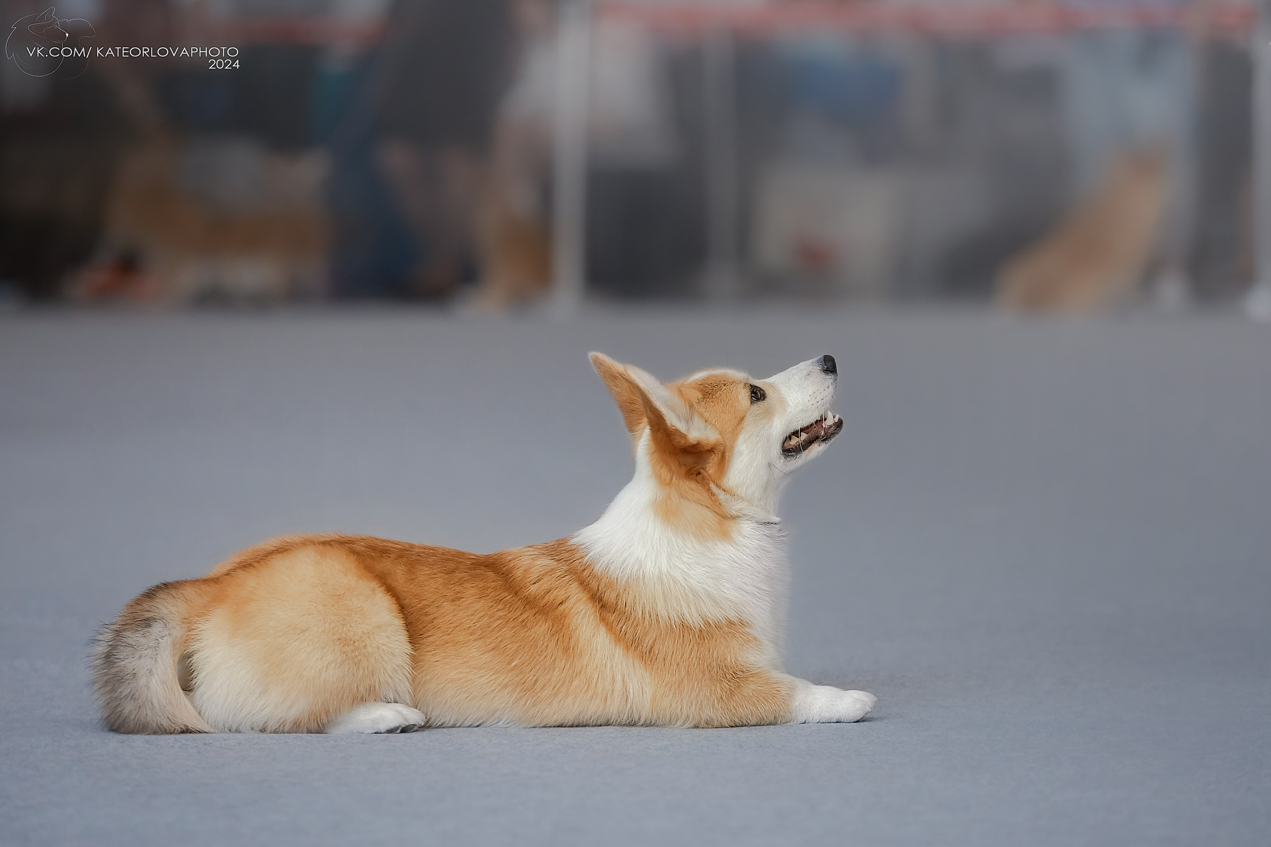 Фотосъемка собак, щенков, на выставках, фотограф анималист Россия воронеж. Питомник собак Акита, Хаски, Корги