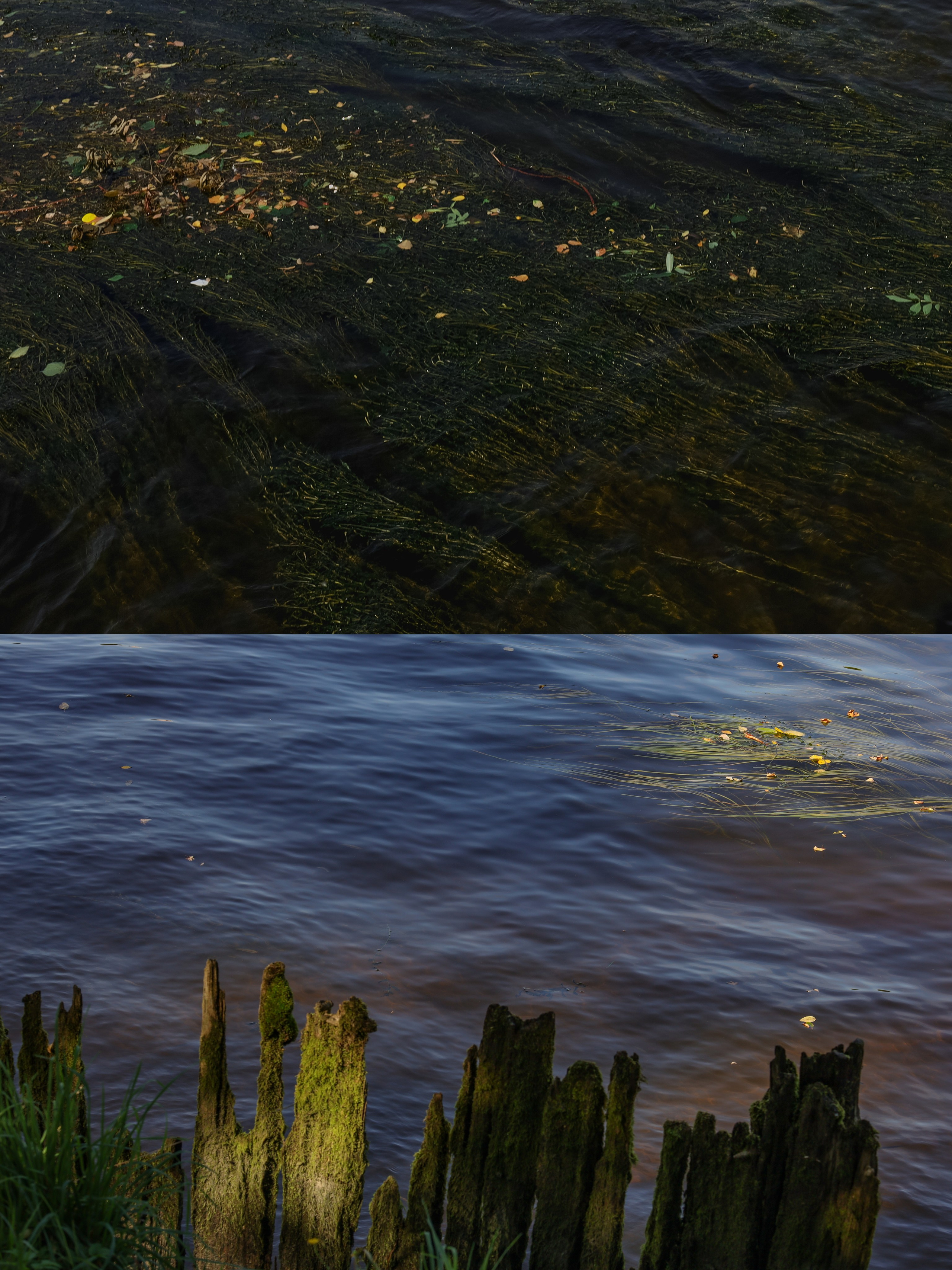 Природа &. Фотохудожник в СПб