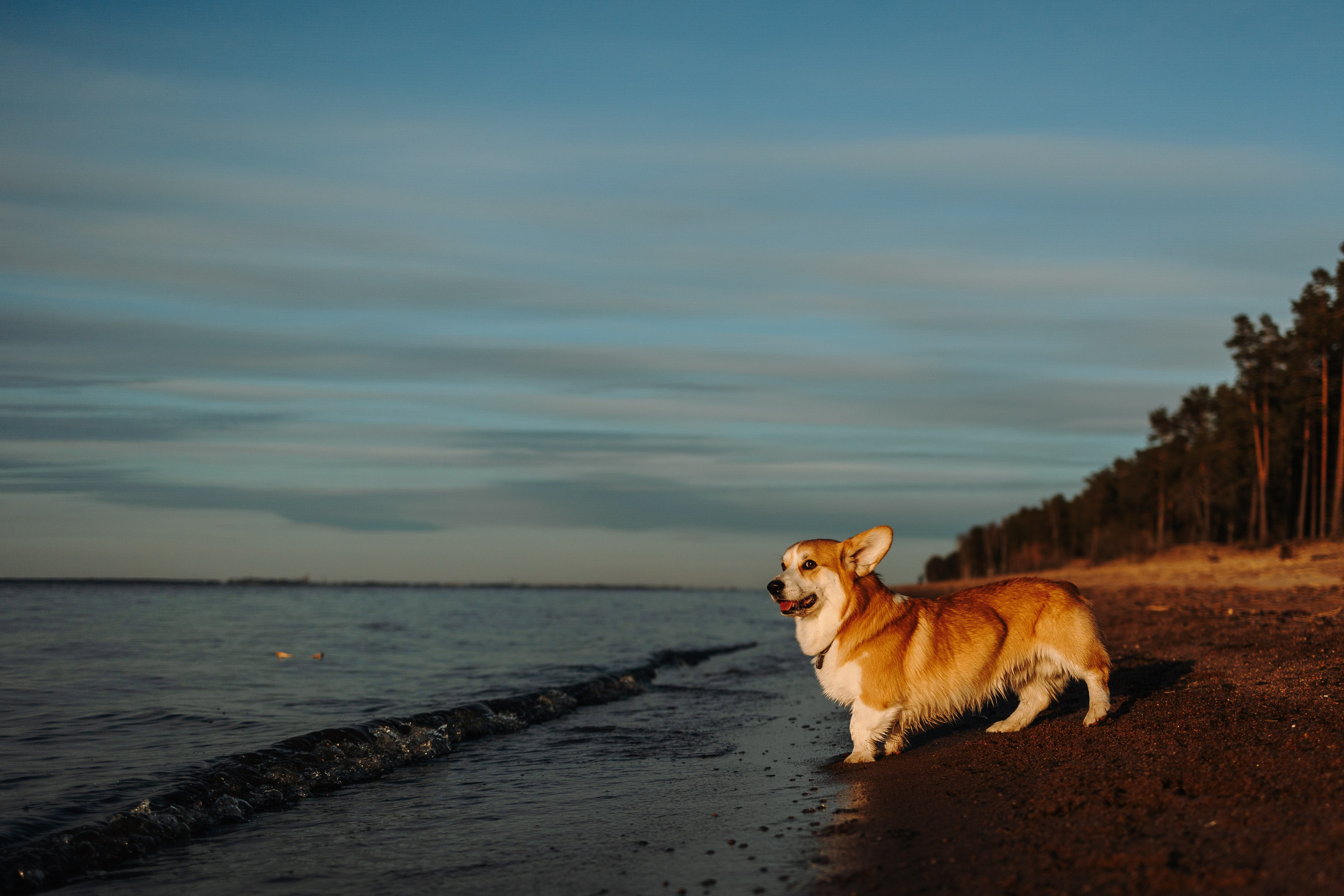 Найт и его семья. Фотограф — Анималист | Санкт-Петербург