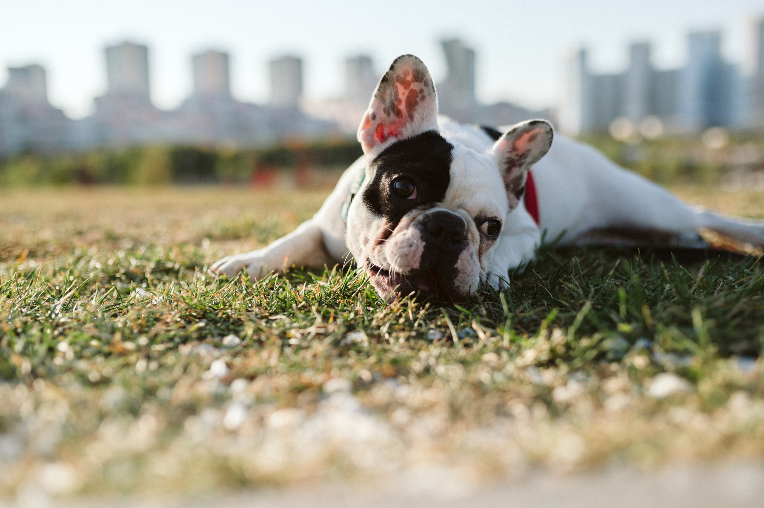 Инна и Белль. Фотограф анималист в Москве Ольга Агушева