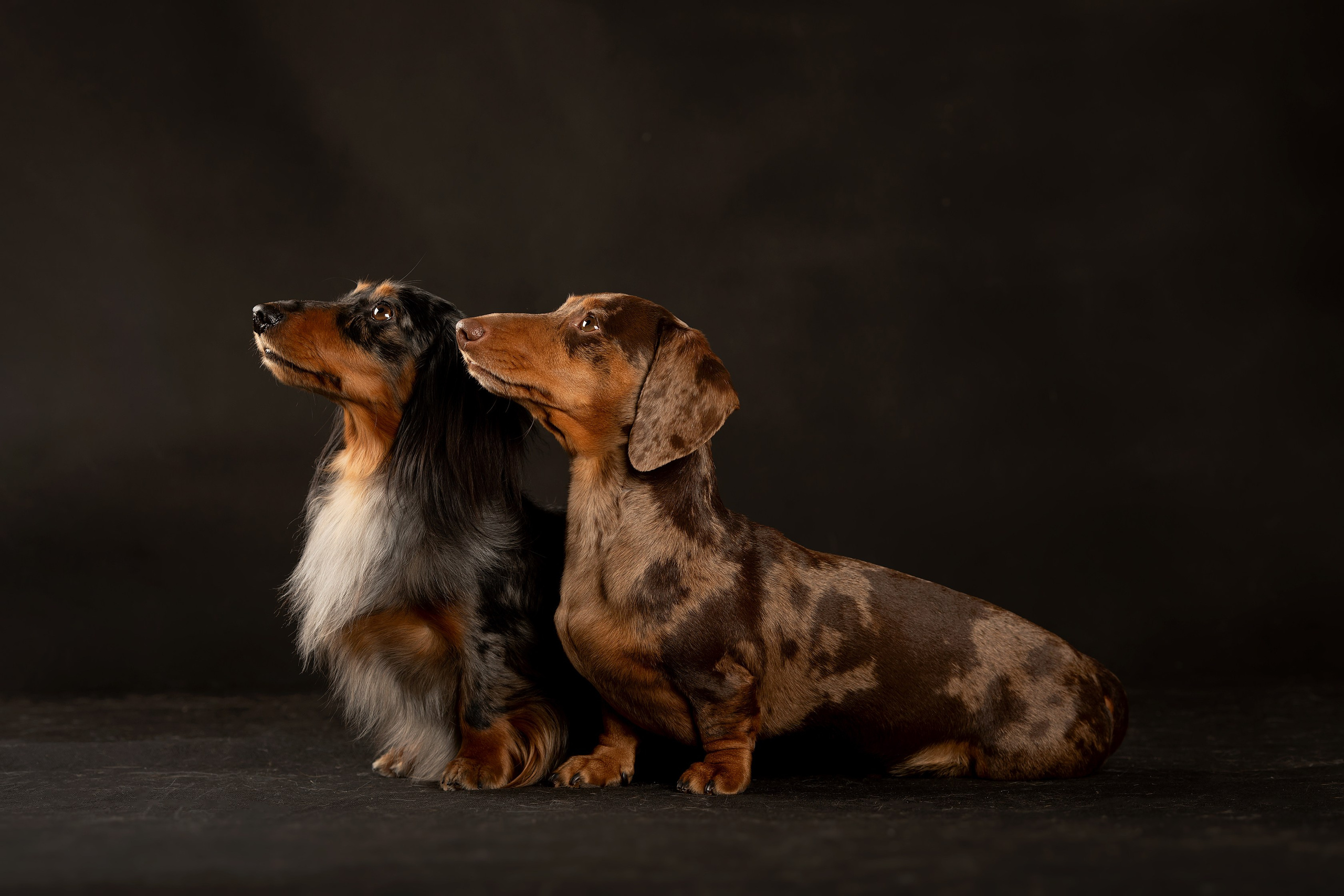 Собаки. Конный фотограф Валынкина Лера
