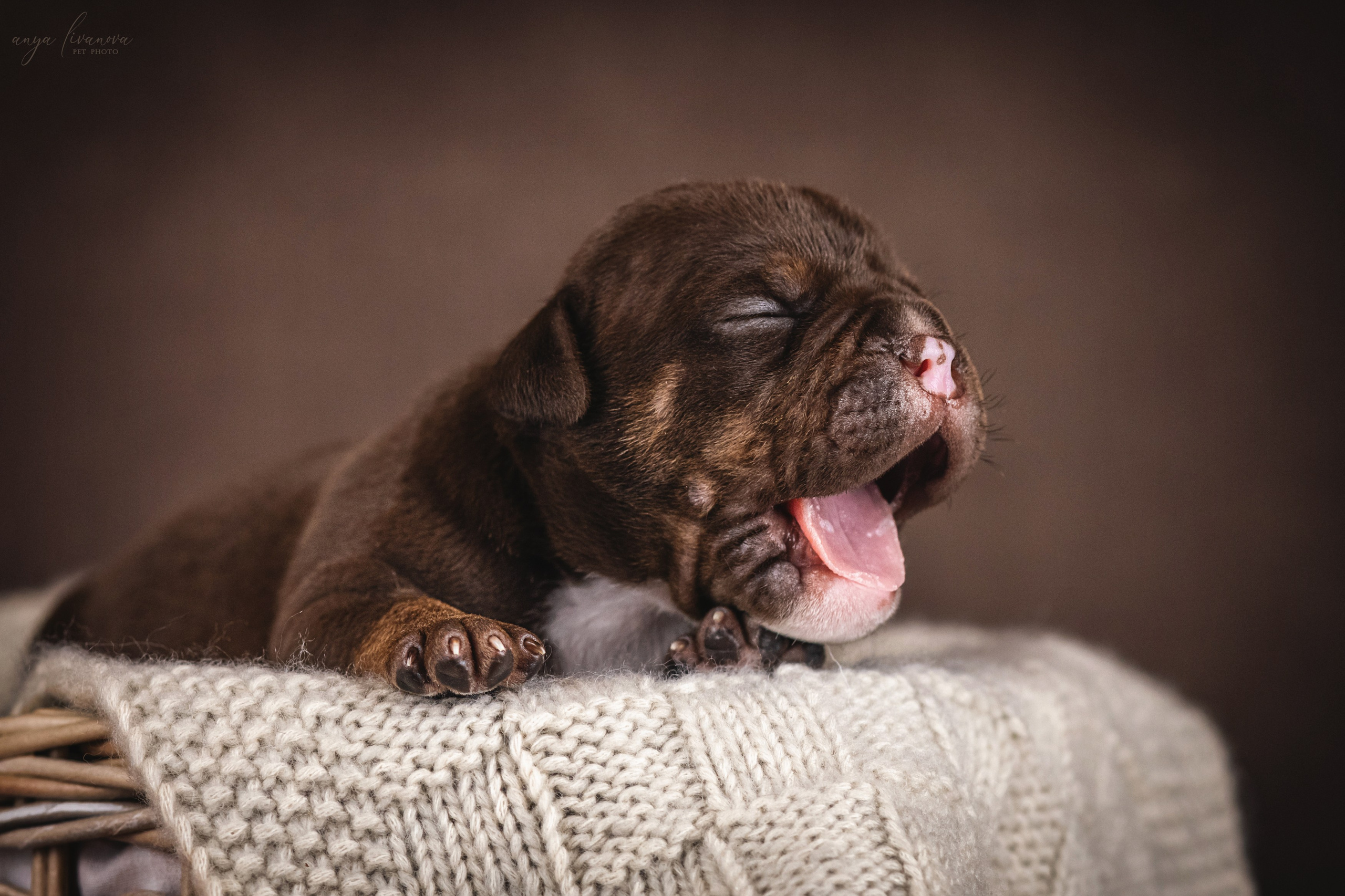 Амбулли. Фотограф анималист Аня Ливанова | Рыбинск