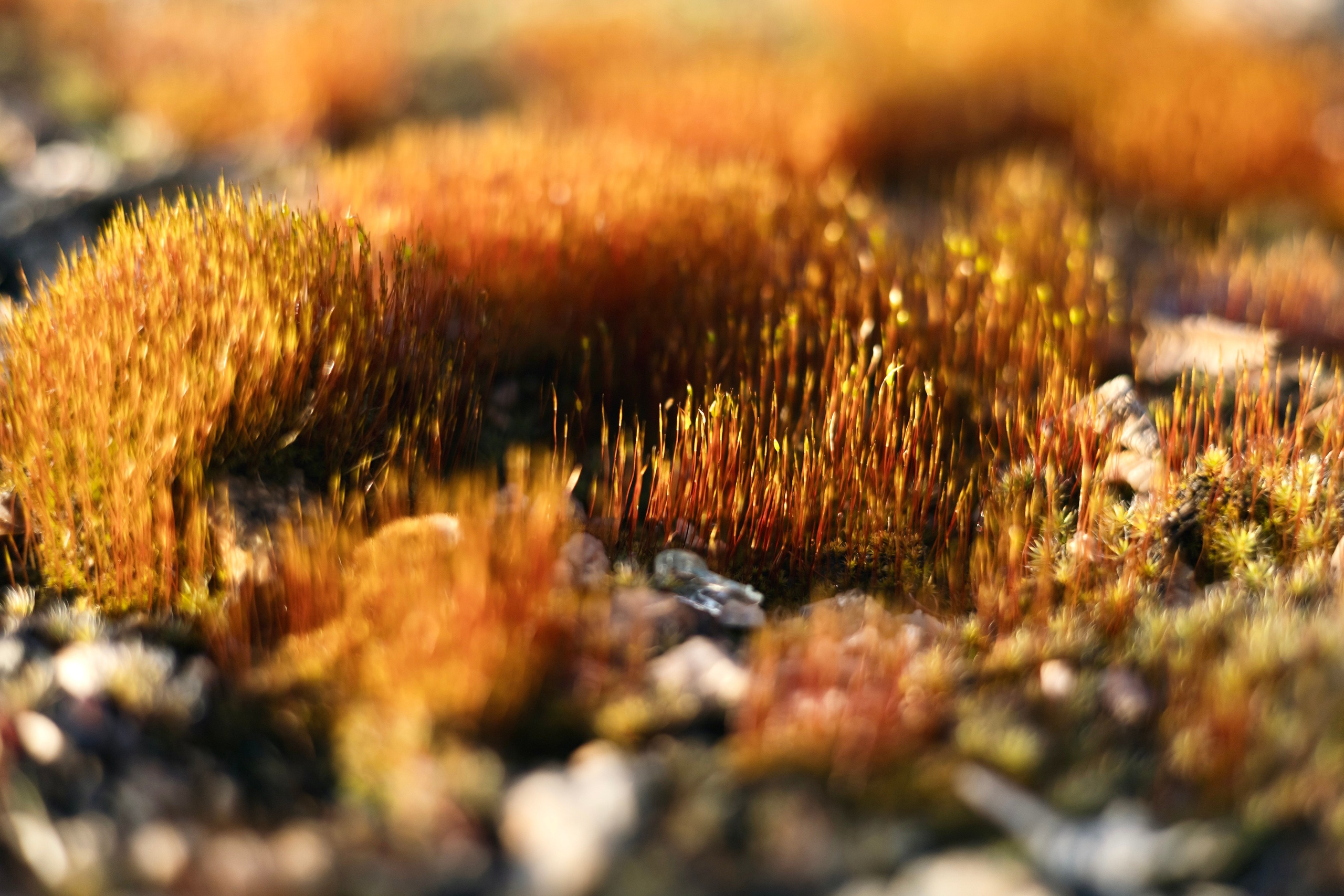 Евгений Андреевич Тележкин. Скульптор. Репортажный фотограф Наталья Лапцевич
