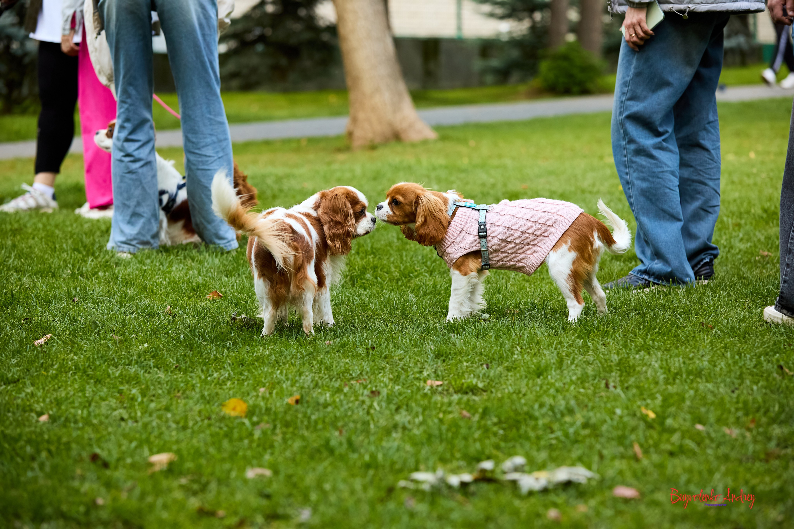 Фотопрогулка с кавалерами. Buyvolenko Andrey